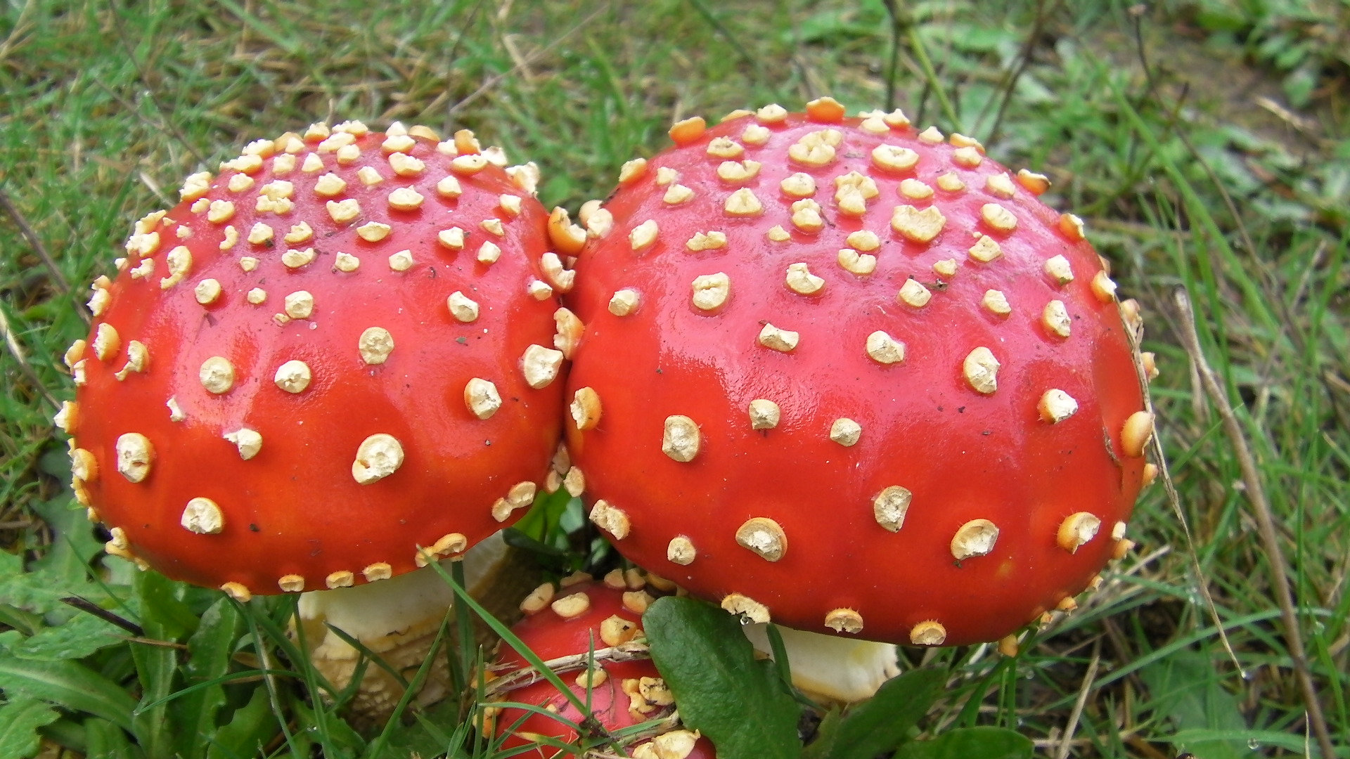 wild mushrooms | Adventures in Natural Beekeeping
