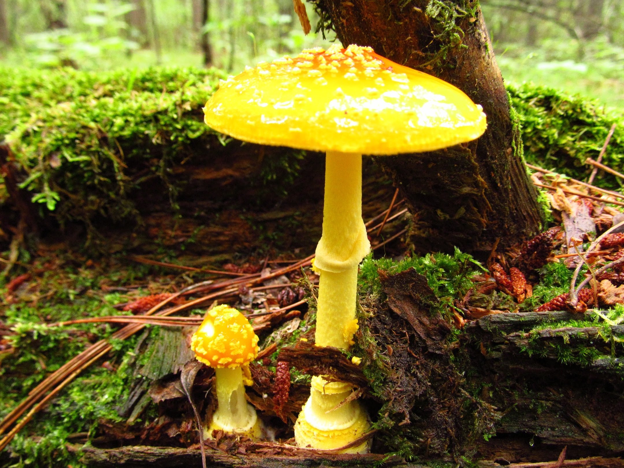 The Mikeology Store on the hunt for Wild Mushrooms of Northern ...