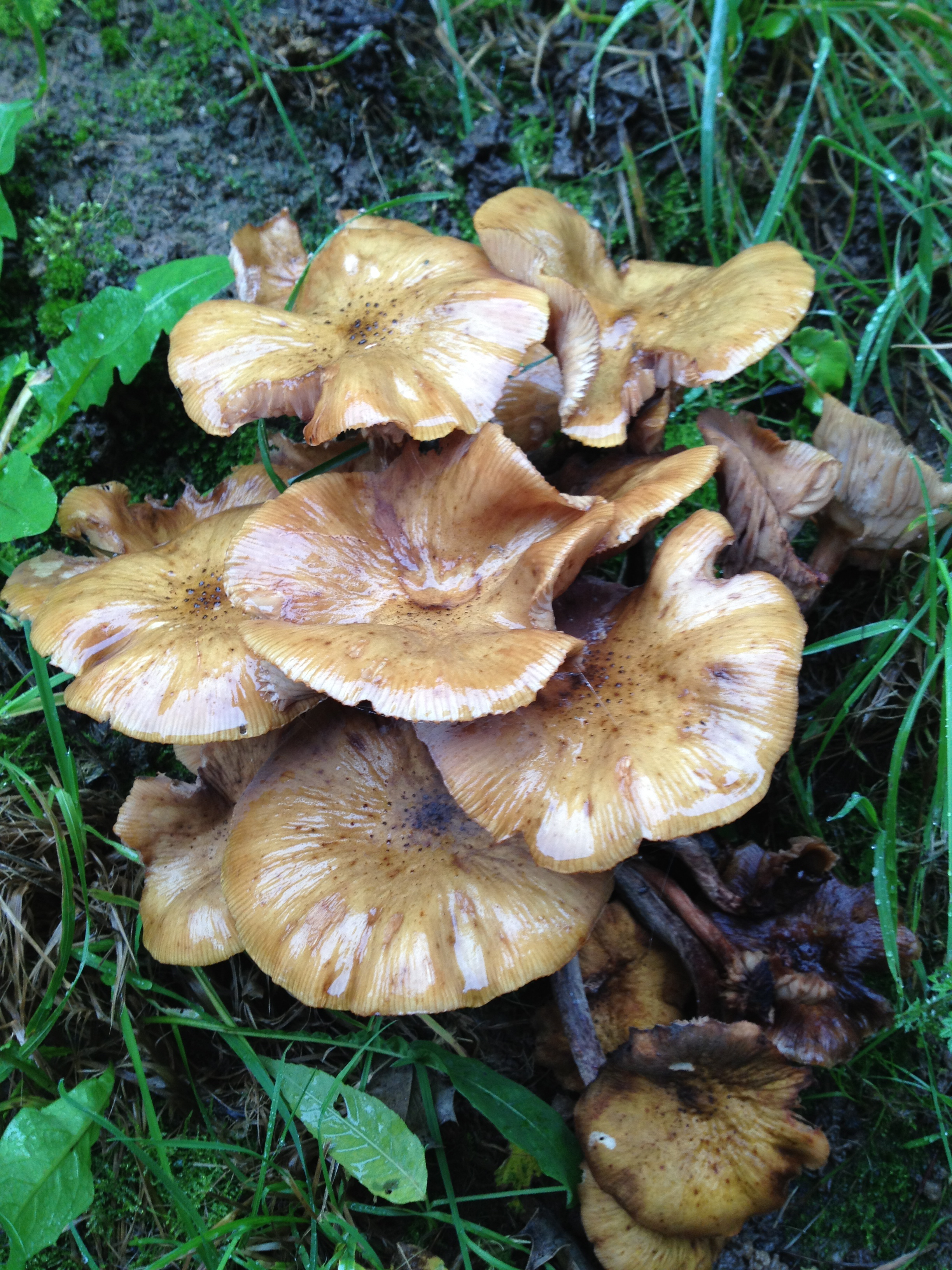 wild mushrooms | chaumierelesiris