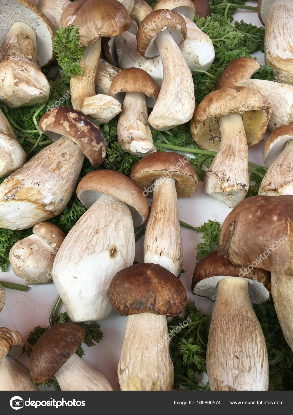 Selection of wild mushrooms — Stock Photo © Steve_Allen #169860574