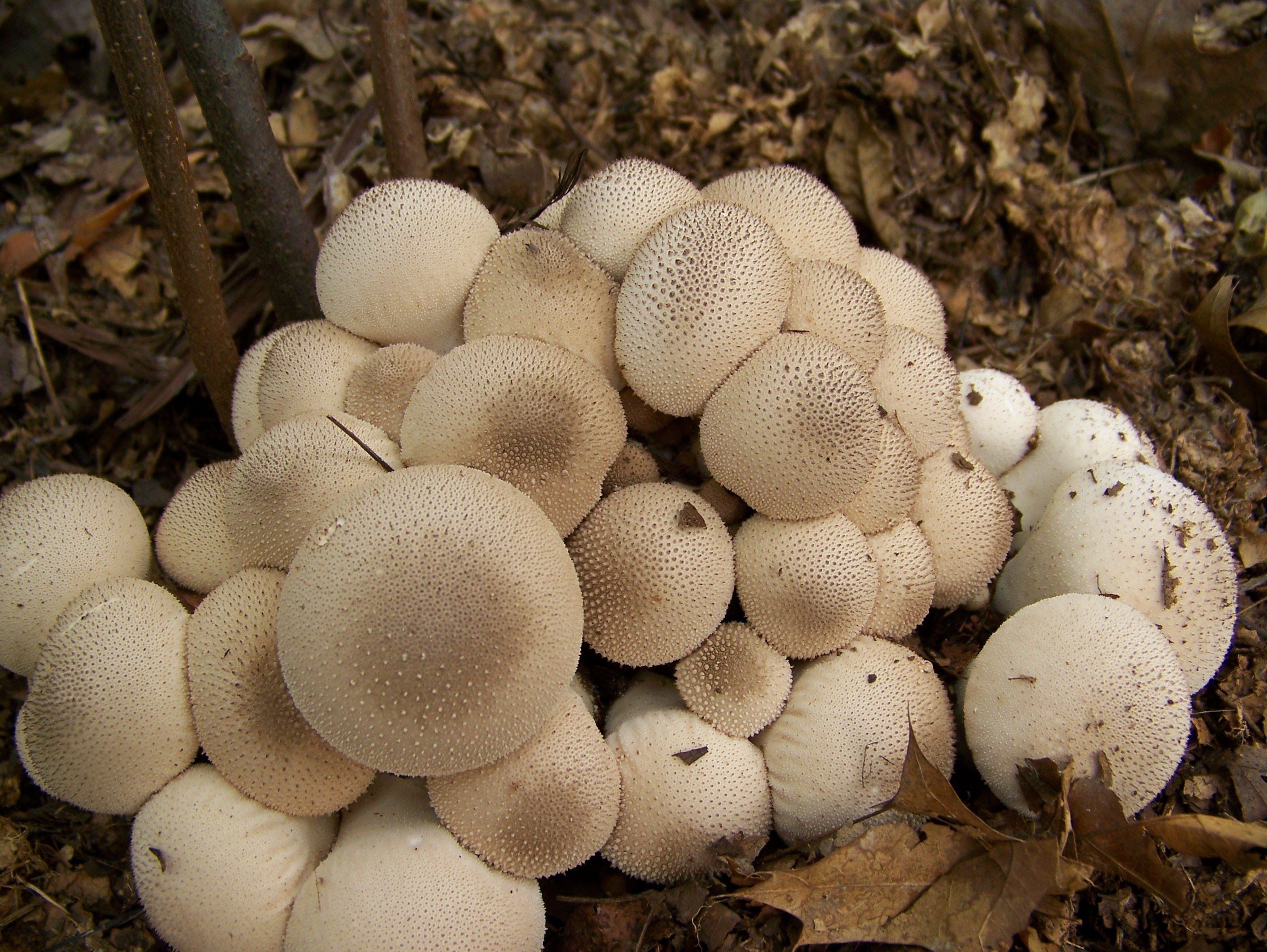 How To Pick Wild Edible Mushrooms - YouTube