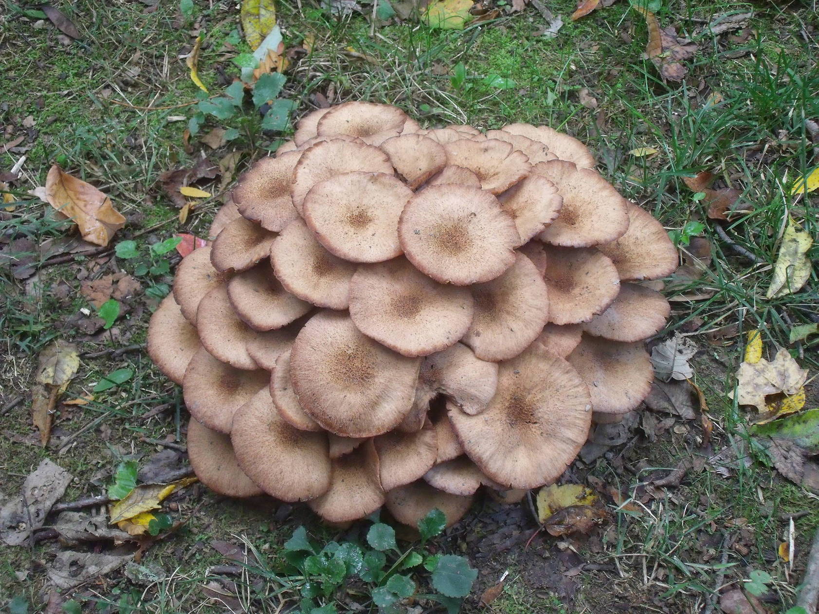 Mushrooms growing wild in south eastern Ohio - Mushroom Hunting and ...