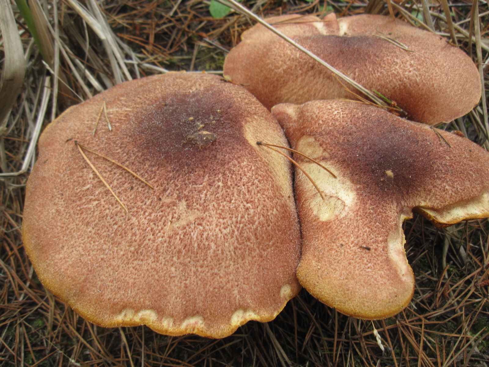 Wild Edibles: Mushrooms! | Pocket Pause