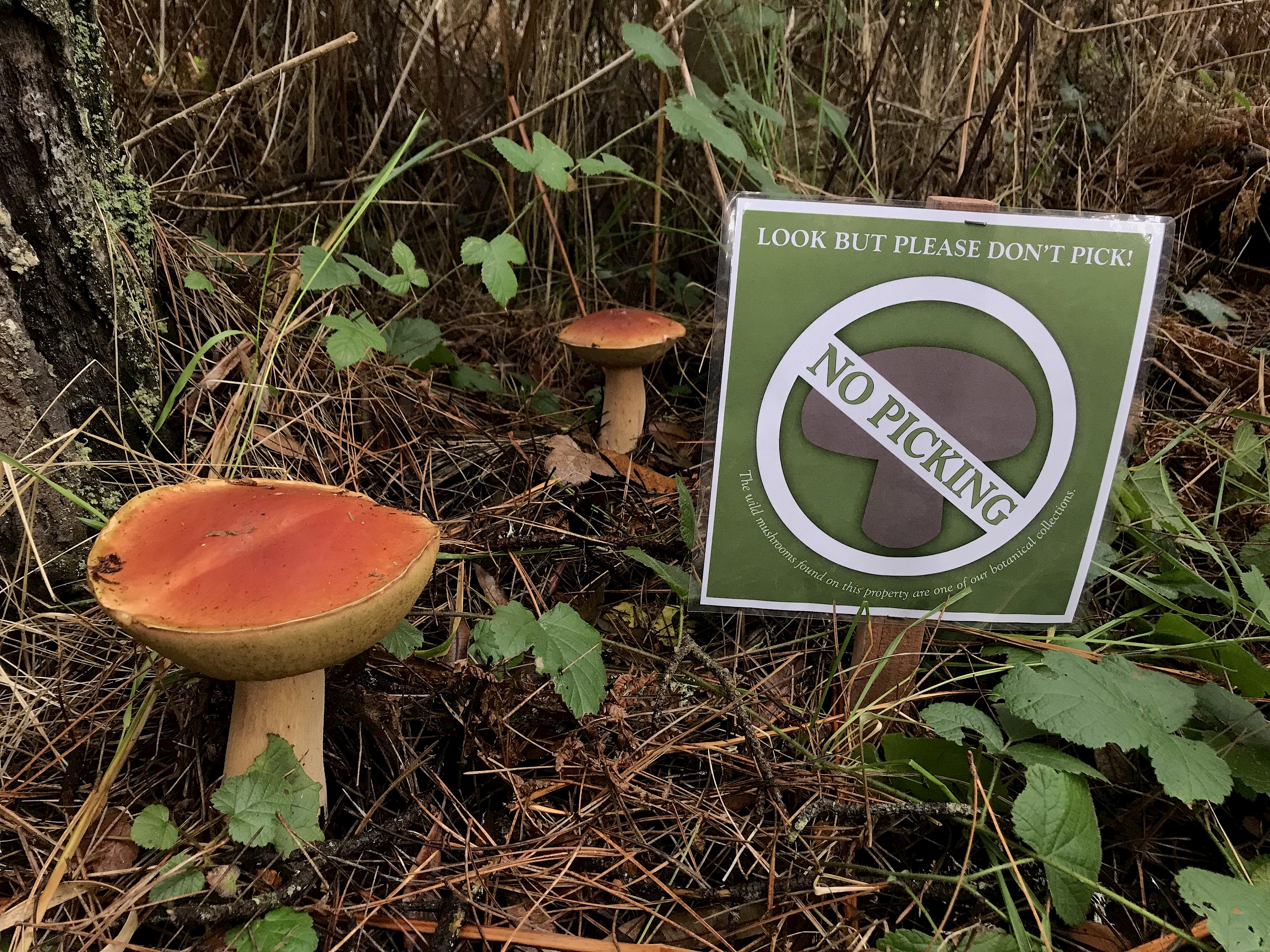 Wild Mushrooms - Collections - MCBG Inc. 2018 | Fort Bragg, California