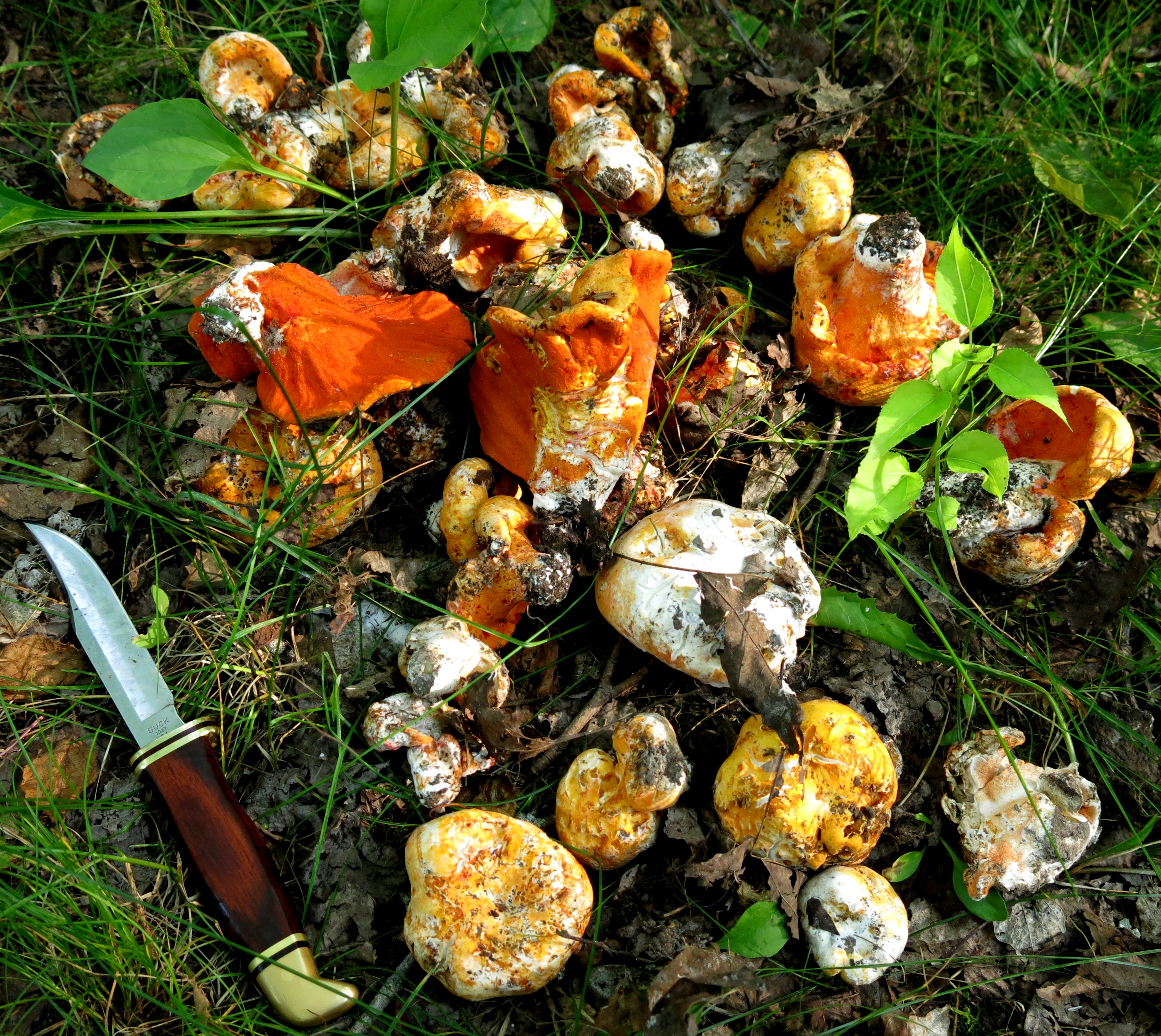 a bunch of lobster mushrooms