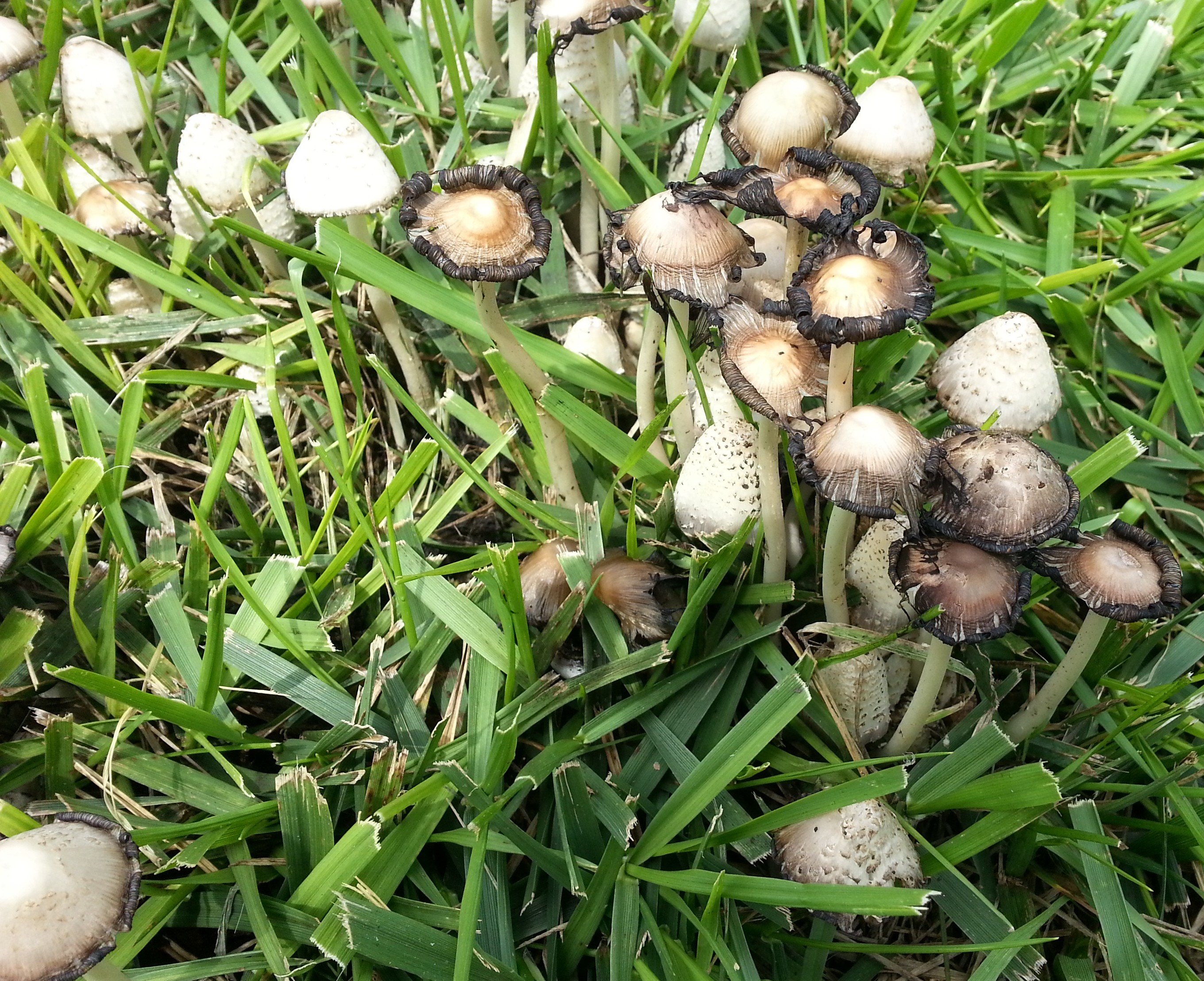 Harmful Wild Mushrooms Infest Salina Lawns - The Salina Post