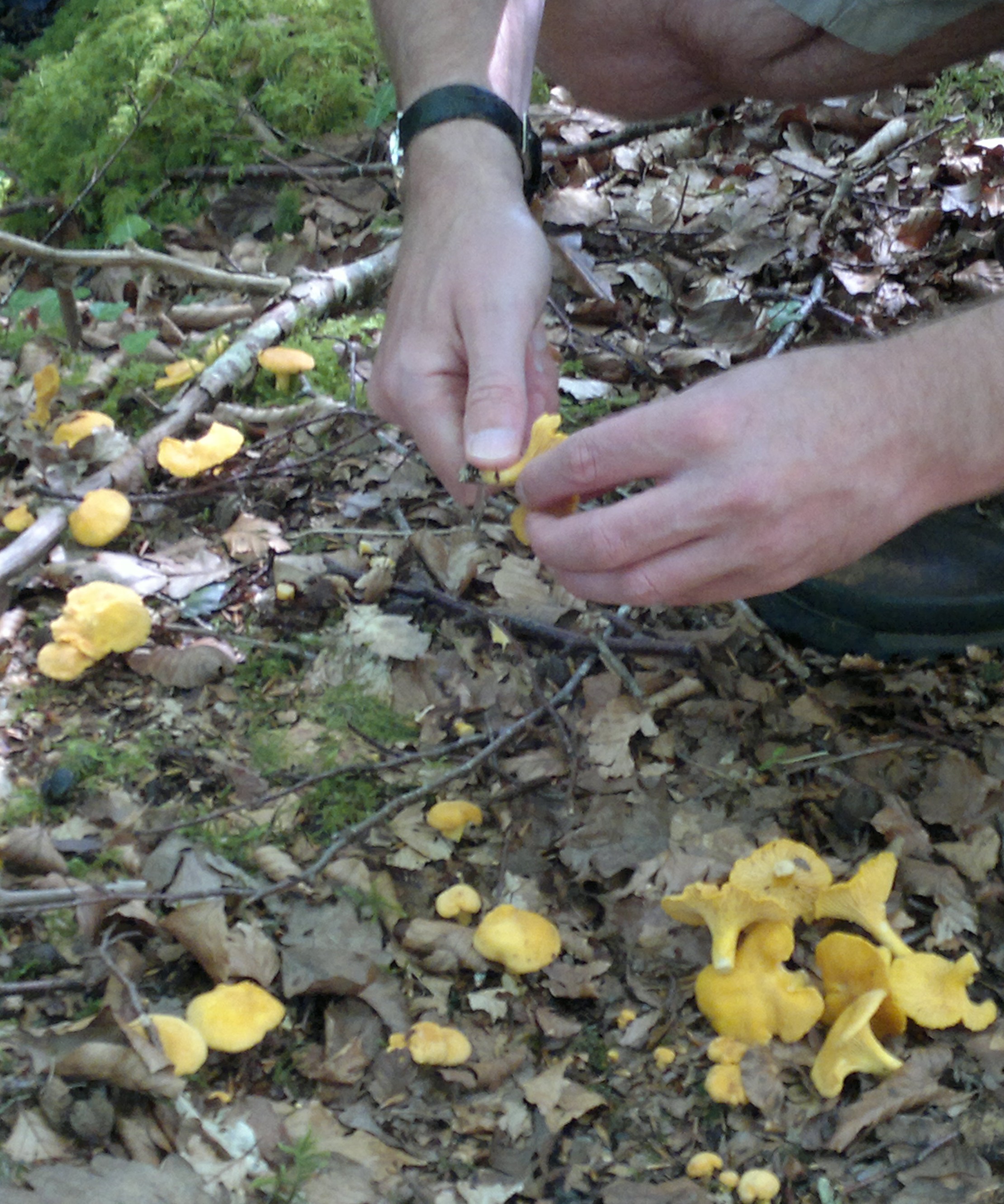 How to harvest wild mushrooms – Cutting v Picking – Galloway Wild Foods