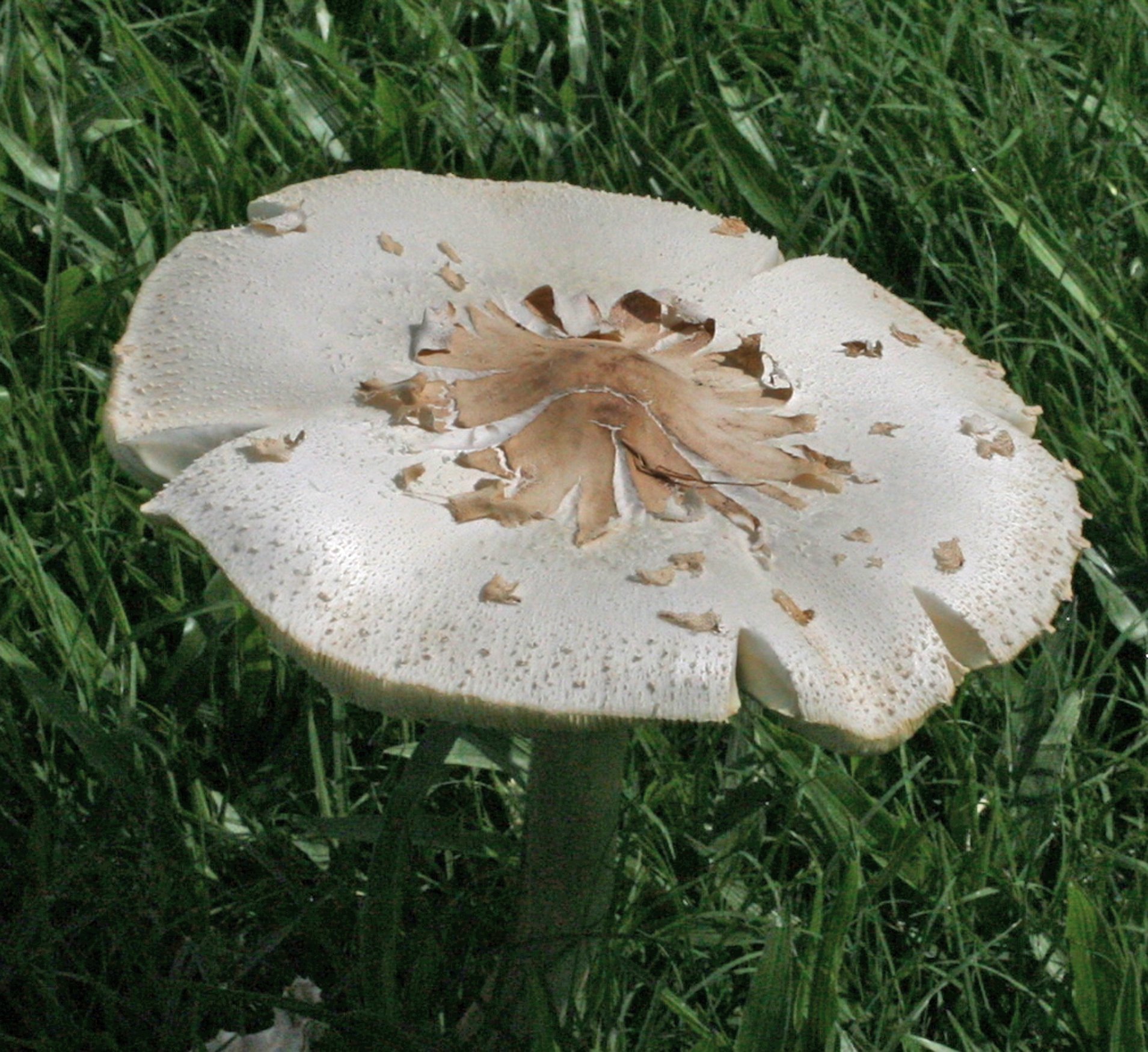 Let wild mushrooms grow in a vegetable garden? Dan Gill's mailbag ...