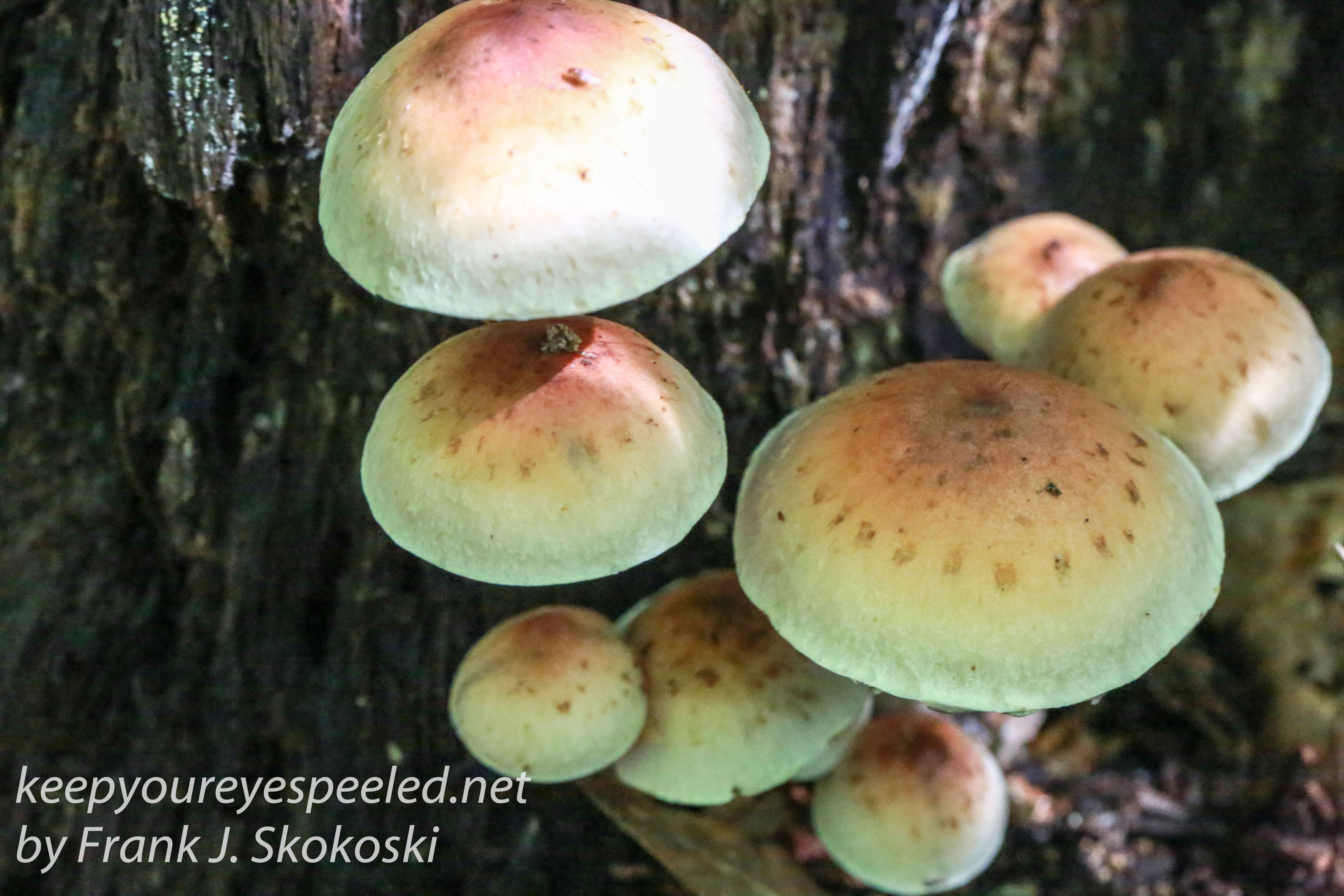 Late Summer: Mushrooms, Spiders, Toads And Other Cool Stuff In ...