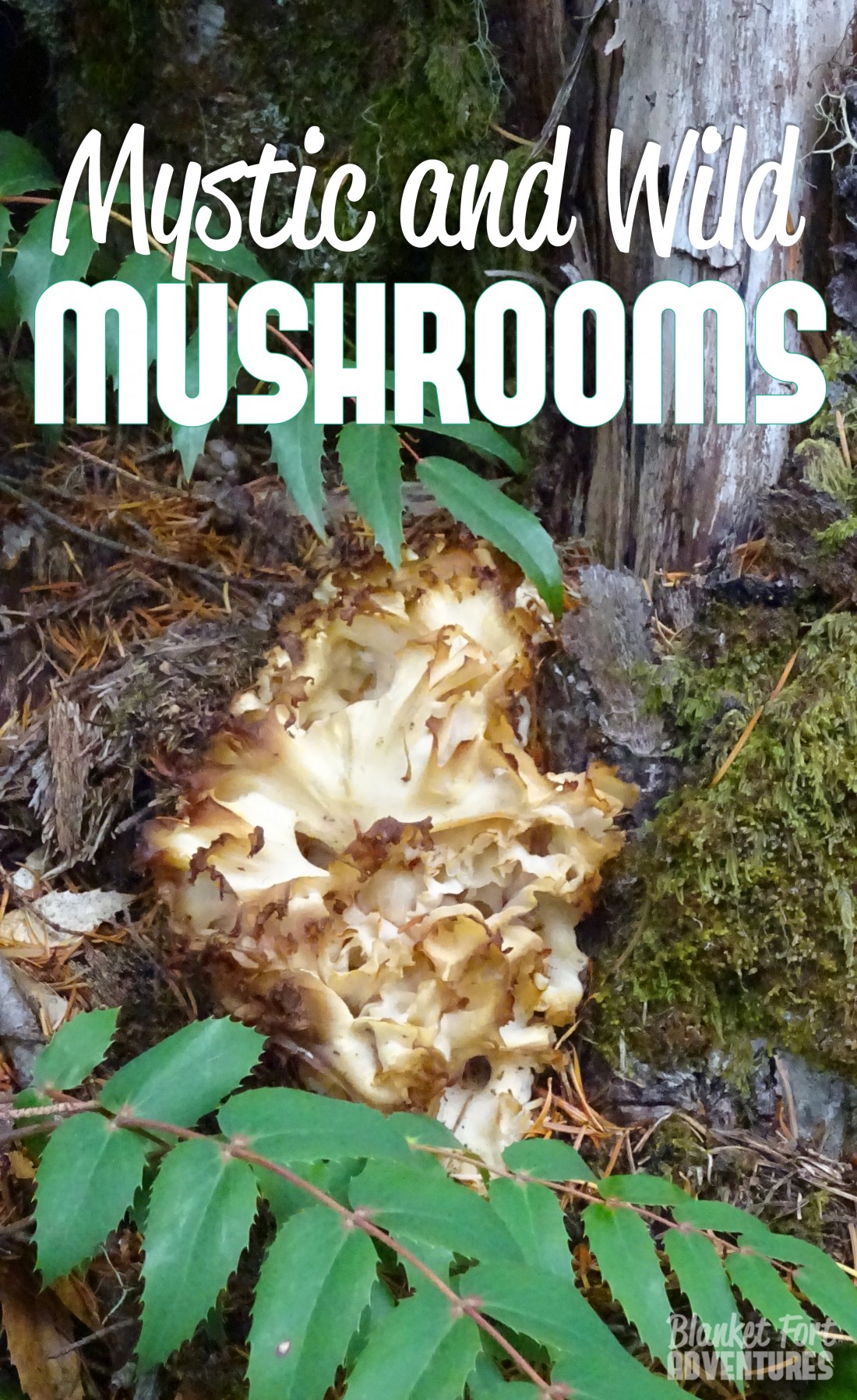 Mystic and Wild Mushrooms of the PNW - Blanket Fort Adventures