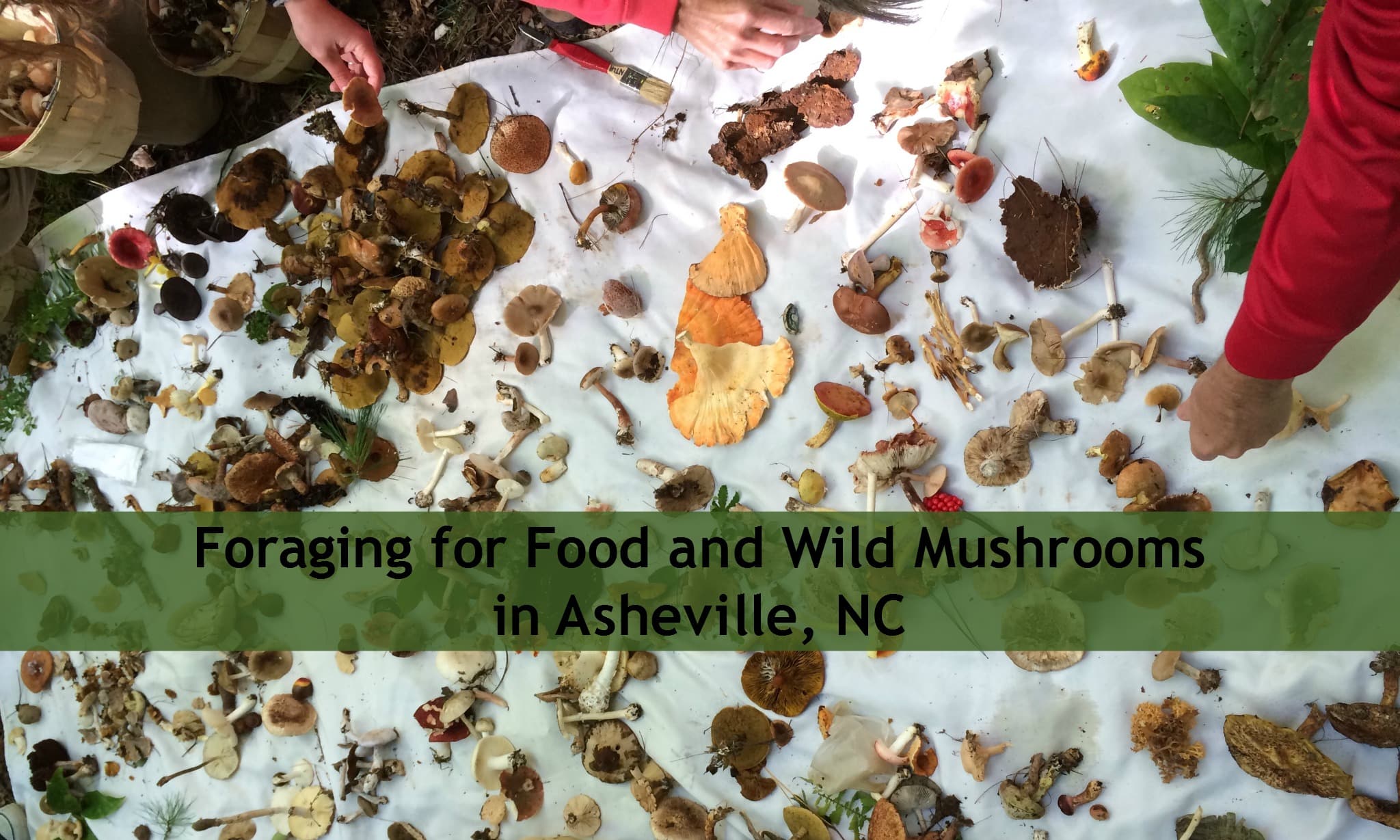 Foraging for Food and Finding Wild Mushrooms in Asheville, NC