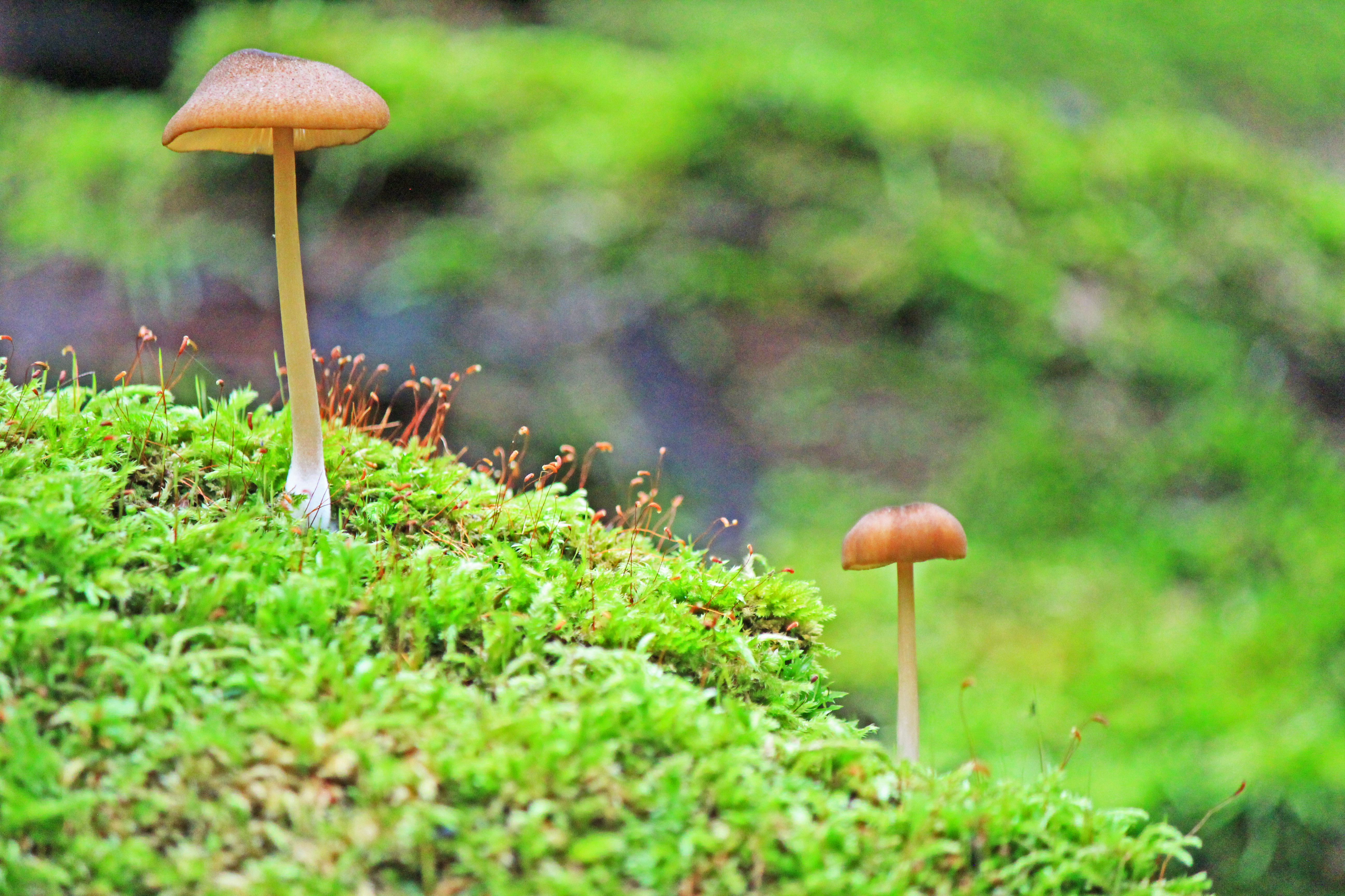 Wild Mushrooms. 