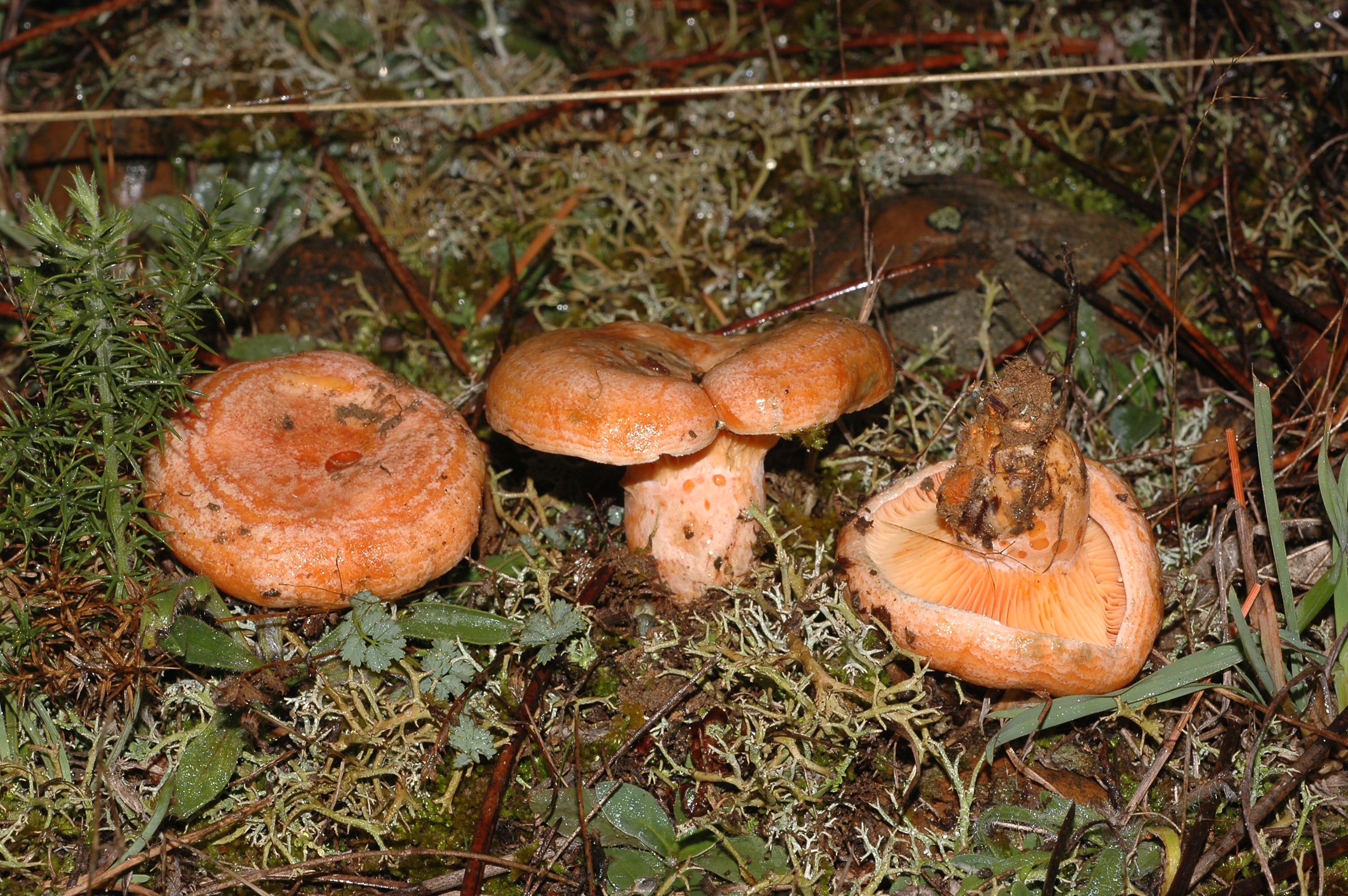 Wild mushrooms - Arat Natura