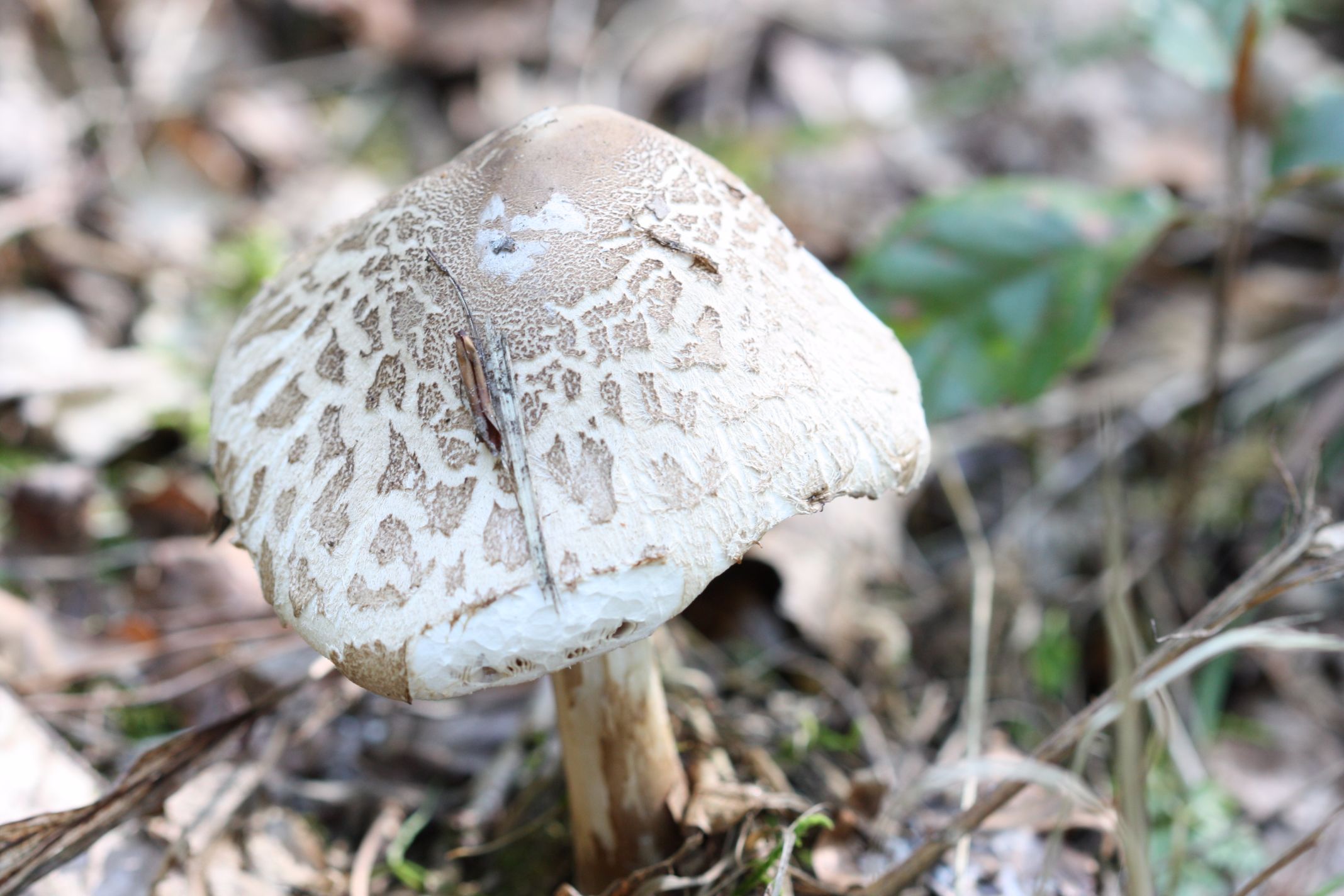 When is the Best Time to go Foraging for Mushrooms