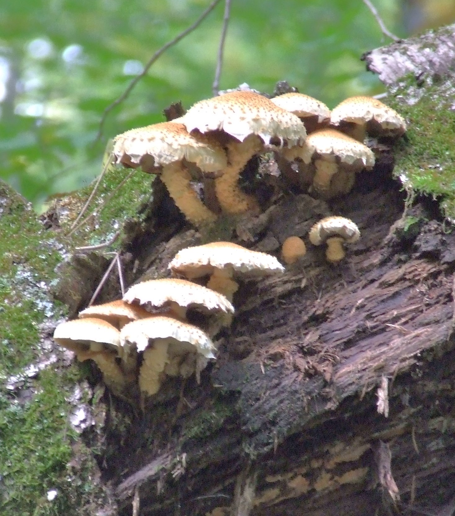 PRX » Piece » Hunting for wild mushrooms