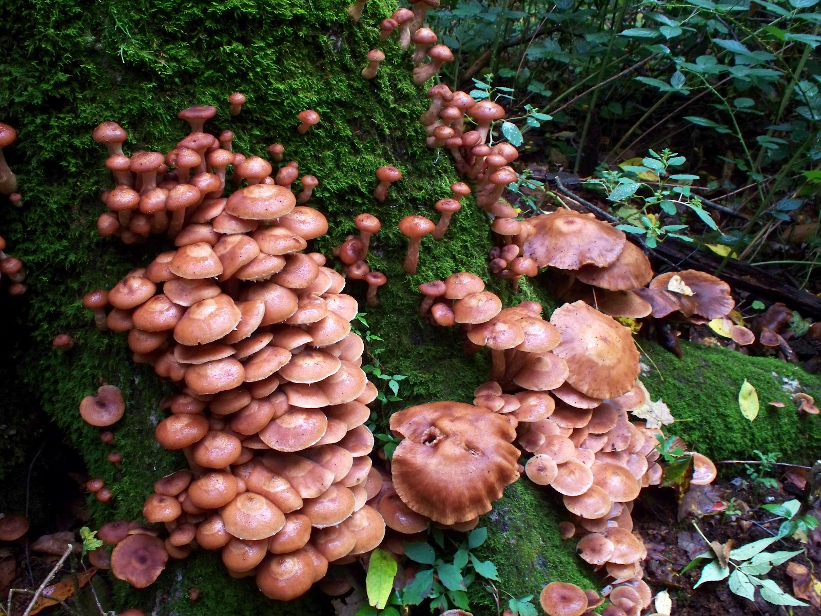 Edible wild mushrooms and plants | A fine WordPress.com site