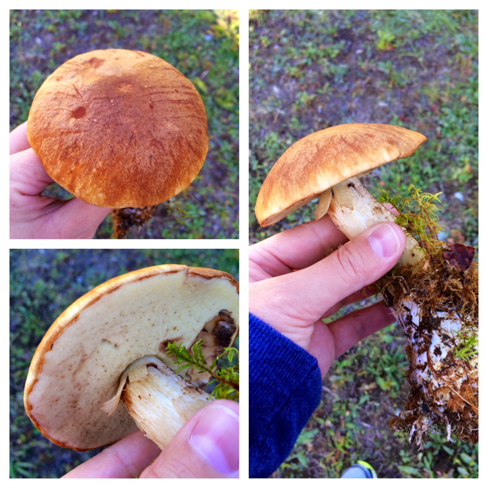 Chena Girl Cooks: wild alaska! hunting for edible mushrooms