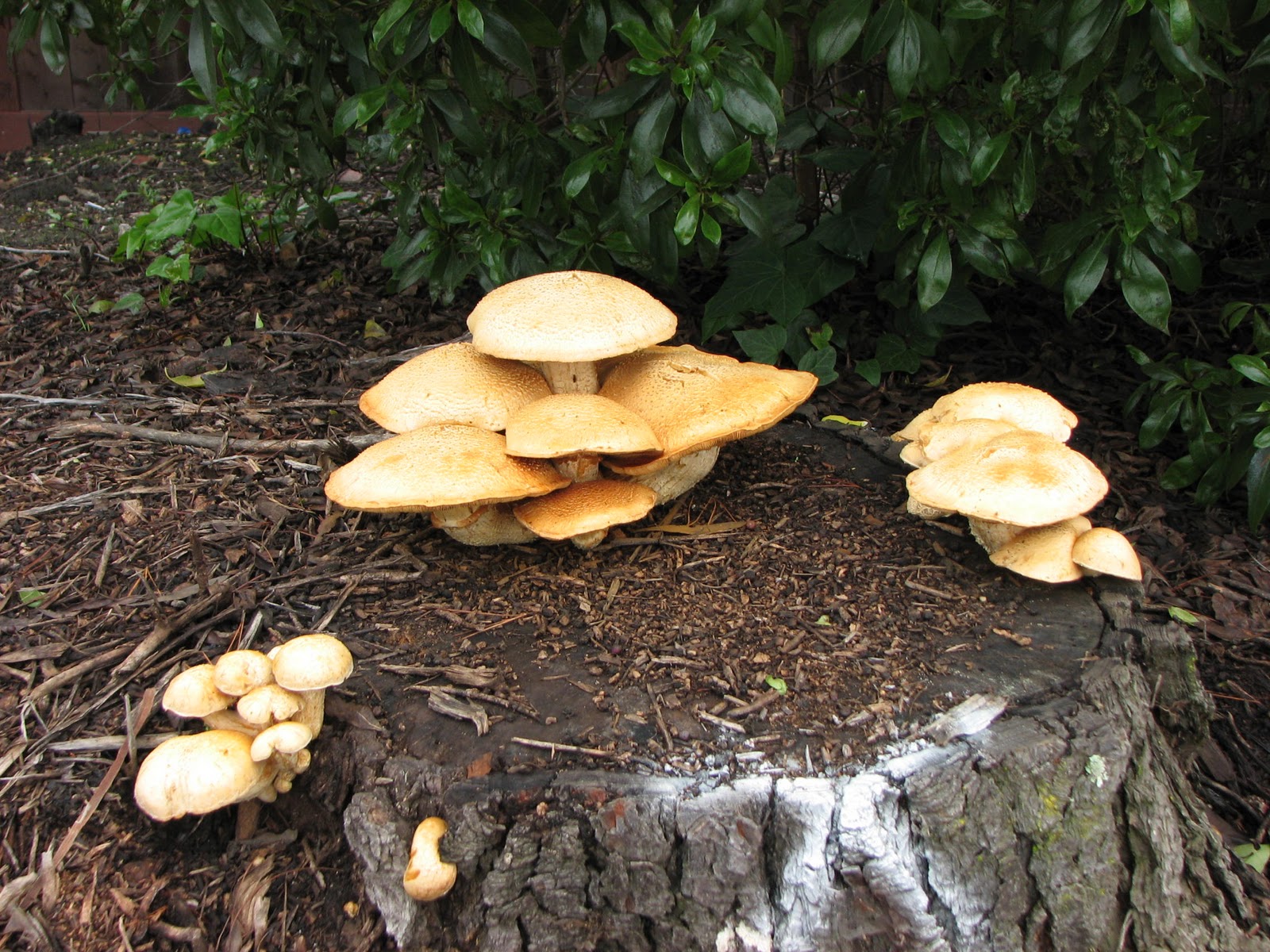 Musafir's Musings: Fall 2010 - Wild Mushrooms - Skyline Ridge
