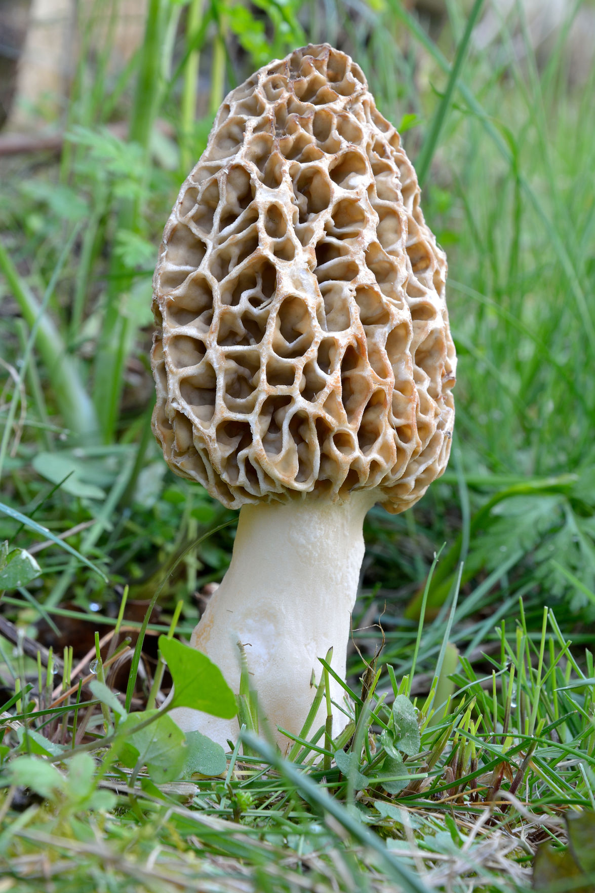 Oklahoma Wild Morel Mushroom Season is Here! Shiitake Mama Says ...