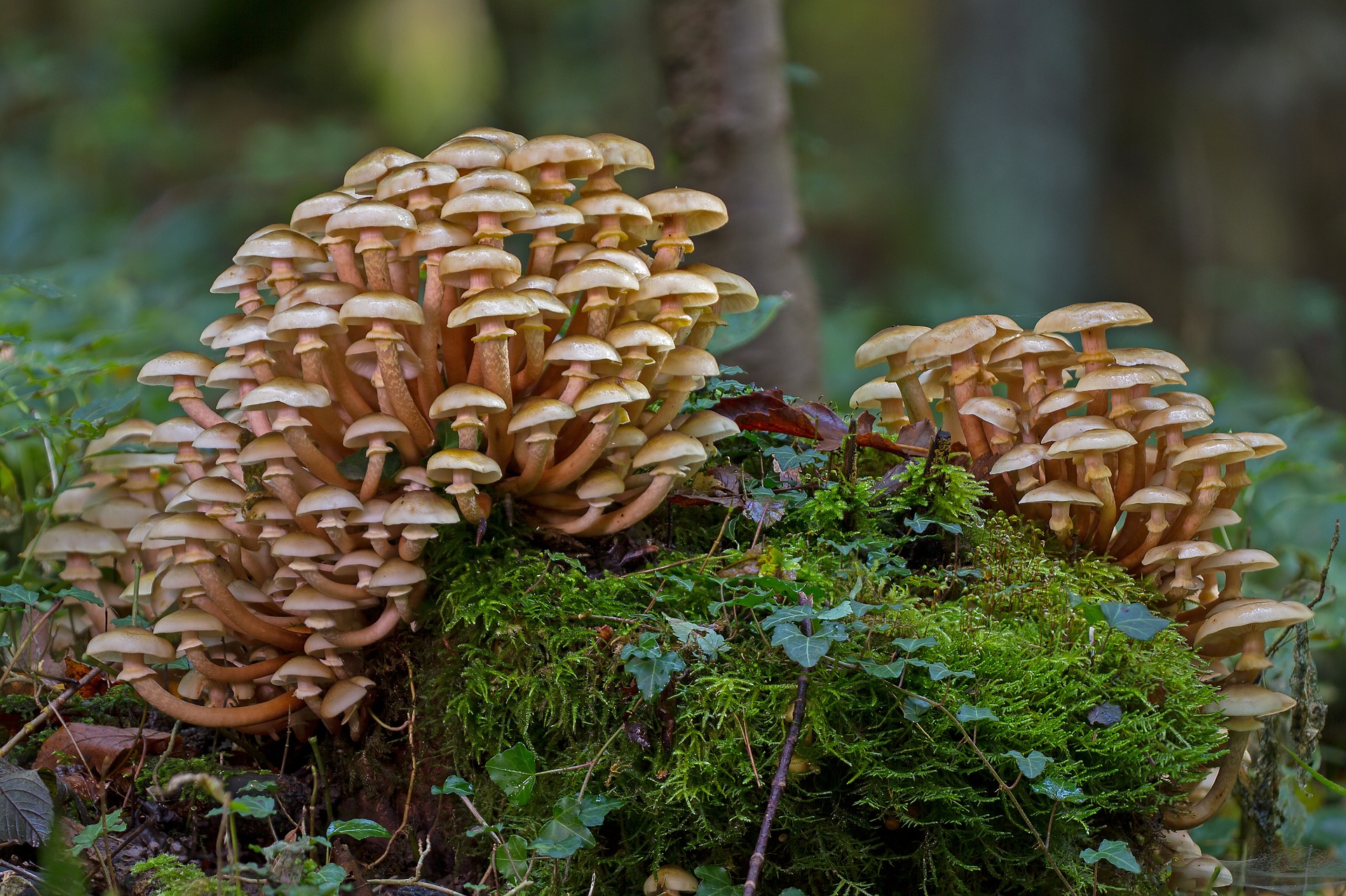 Breakthrough technologies for a sustainable mushroom industry