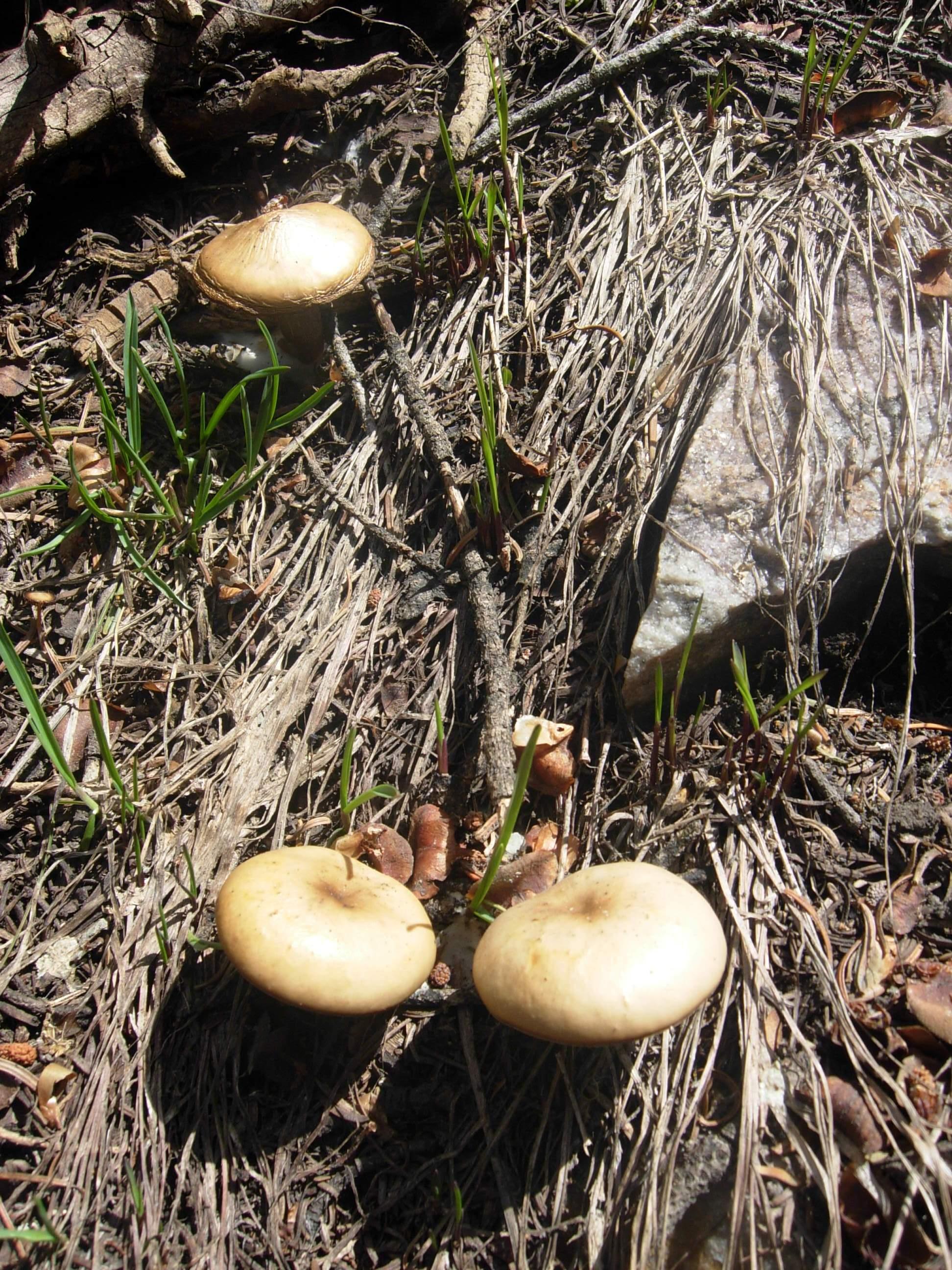 Wild Mushrooms : Photos, Diagrams & Topos : SummitPost