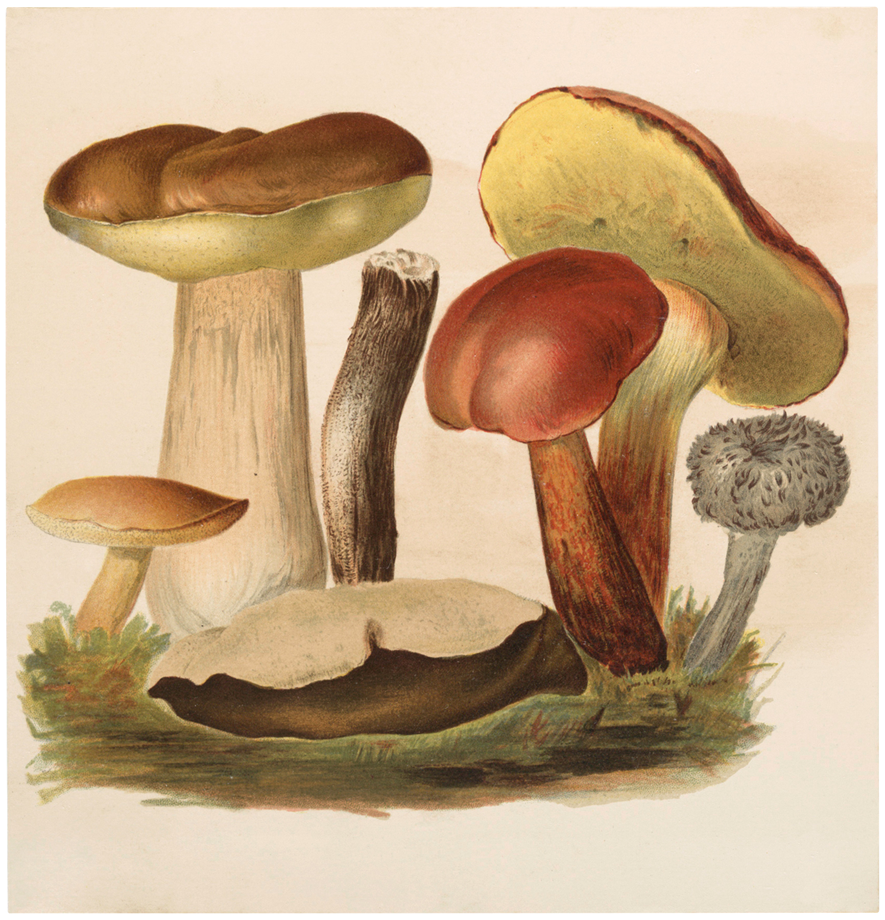 Vintage Wild Mushrooms Image! - The Graphics Fairy