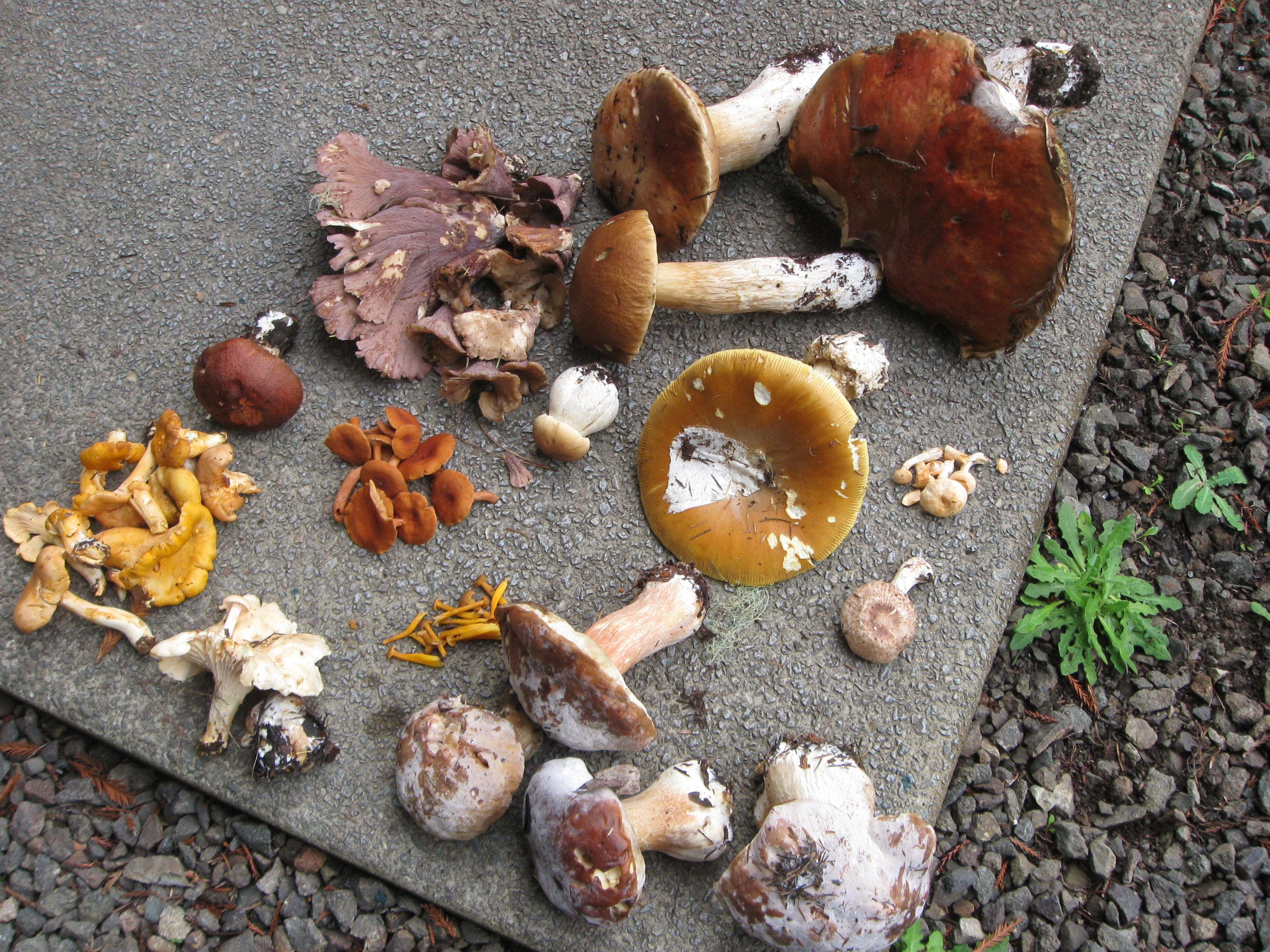edible wild mushrooms – Mendonoma Sightings