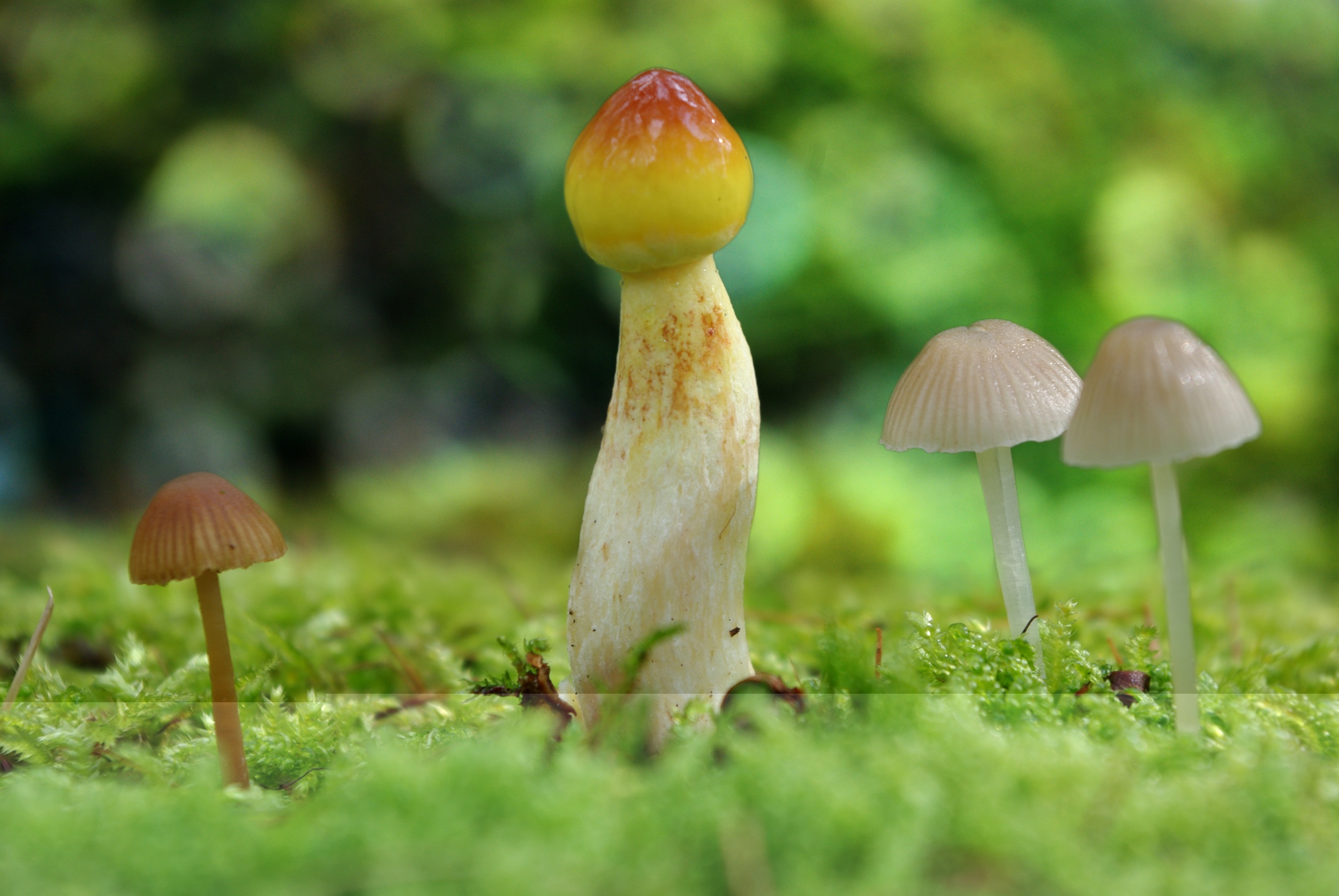Wild mushrooms in the garden photo