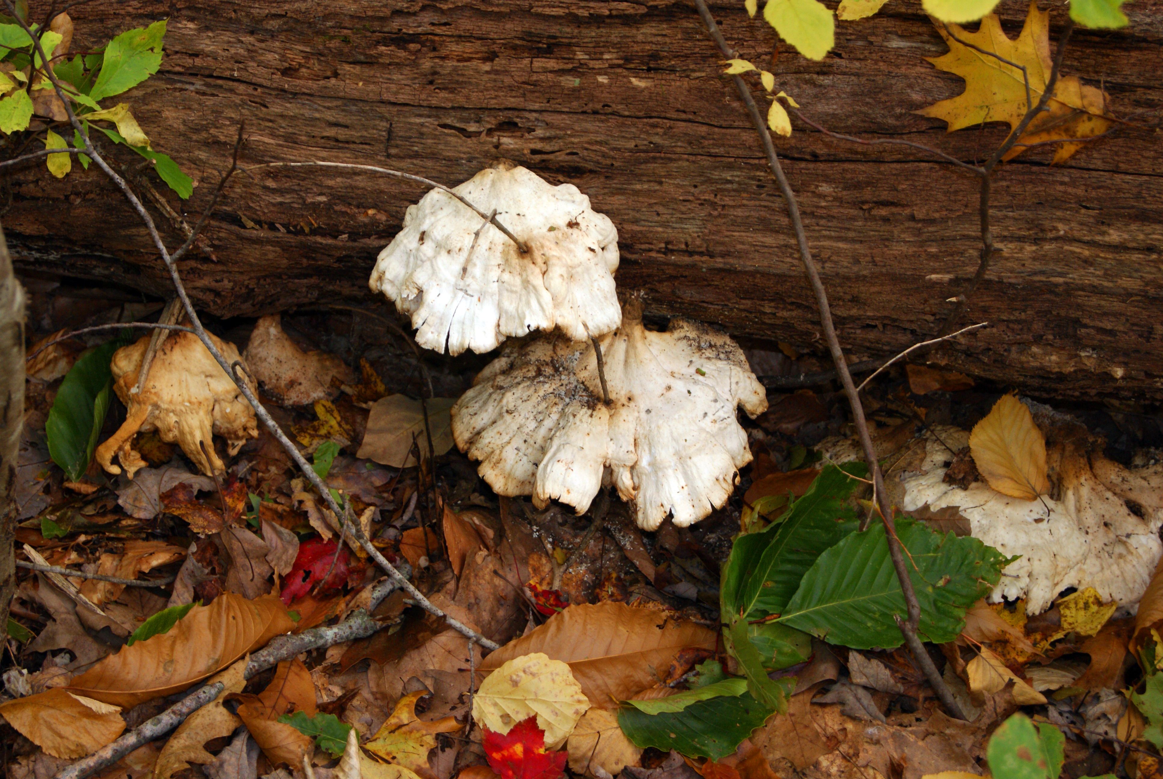 Wild mushrooms photo