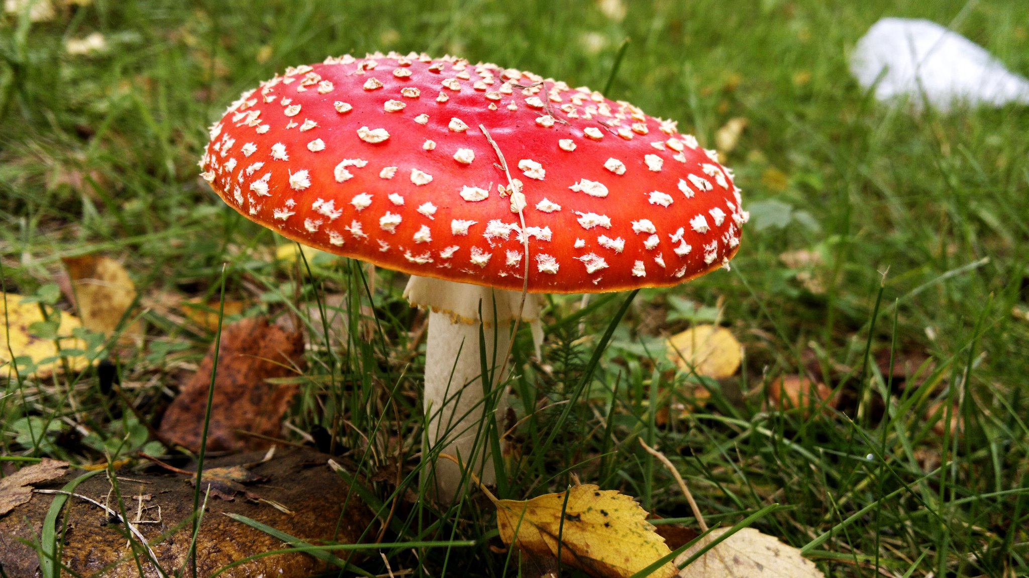 File:Wild mushroom in Finland.jpg - Wikimedia Commons