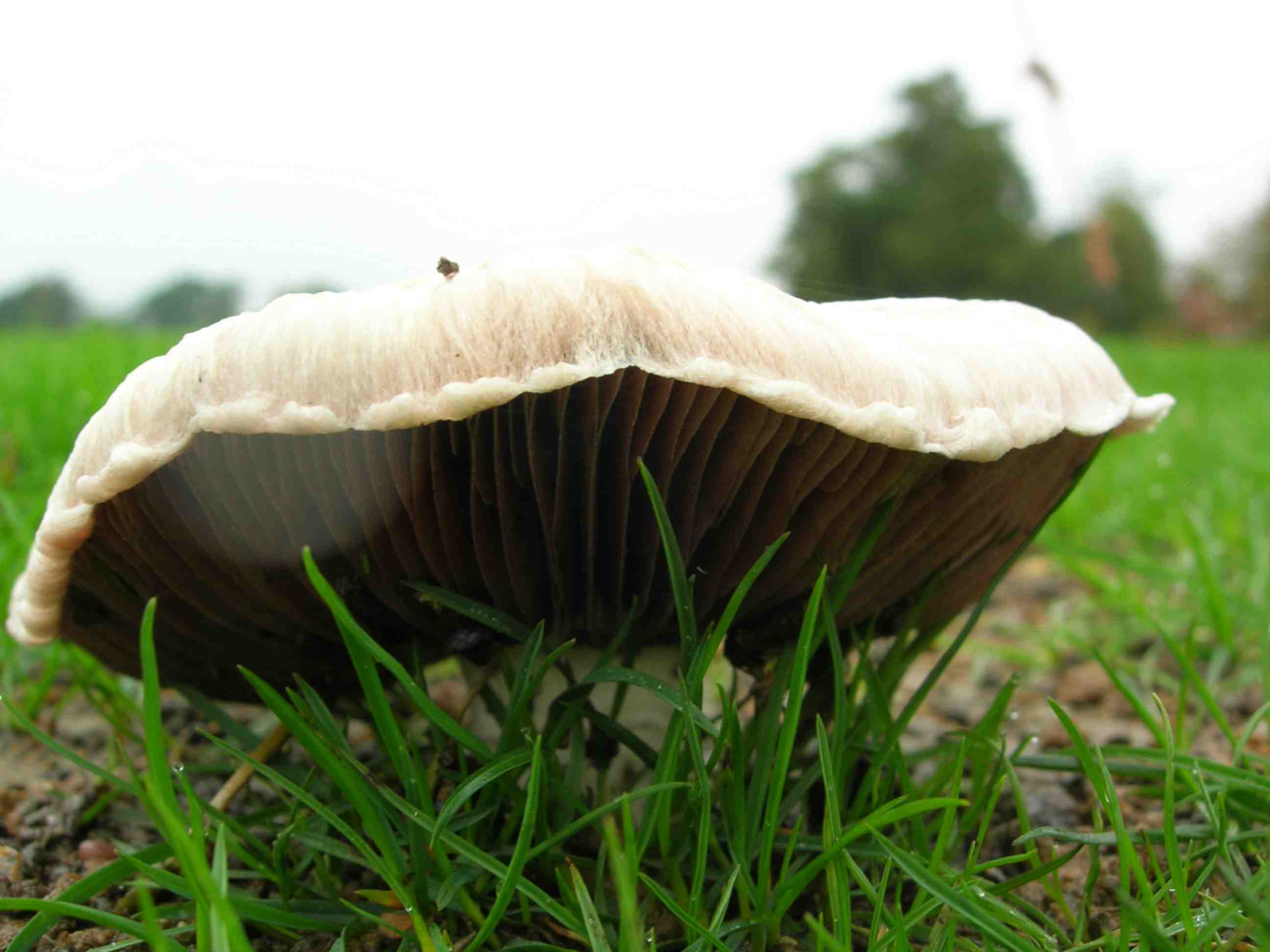 The Mushroom Table - Wild Mushroom Alphabetical List