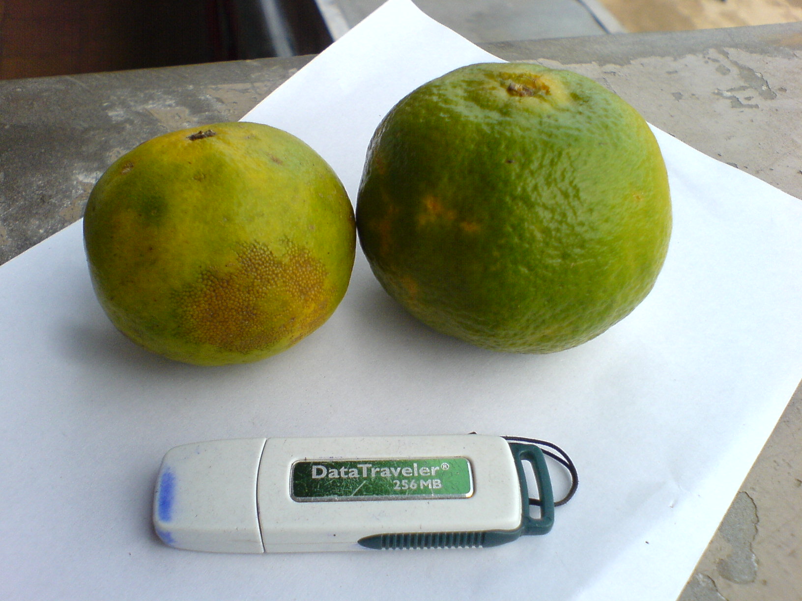 File:Wild oranges Tamilword3.JPG - Wikimedia Commons