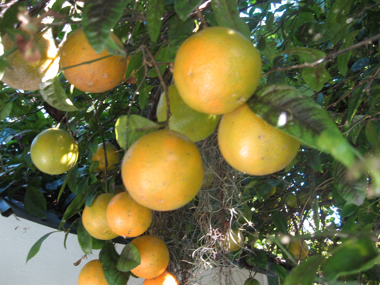 The Essence of the Rare Sour Orange | Glades County Reporter