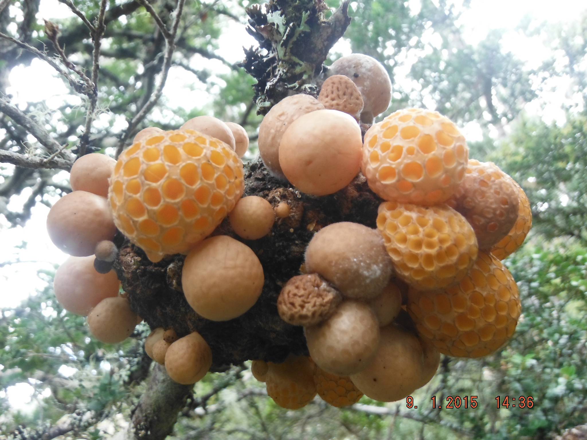 Cyttaria gunnii, an amazing edible - Gourmet and Medicinal Mushrooms ...