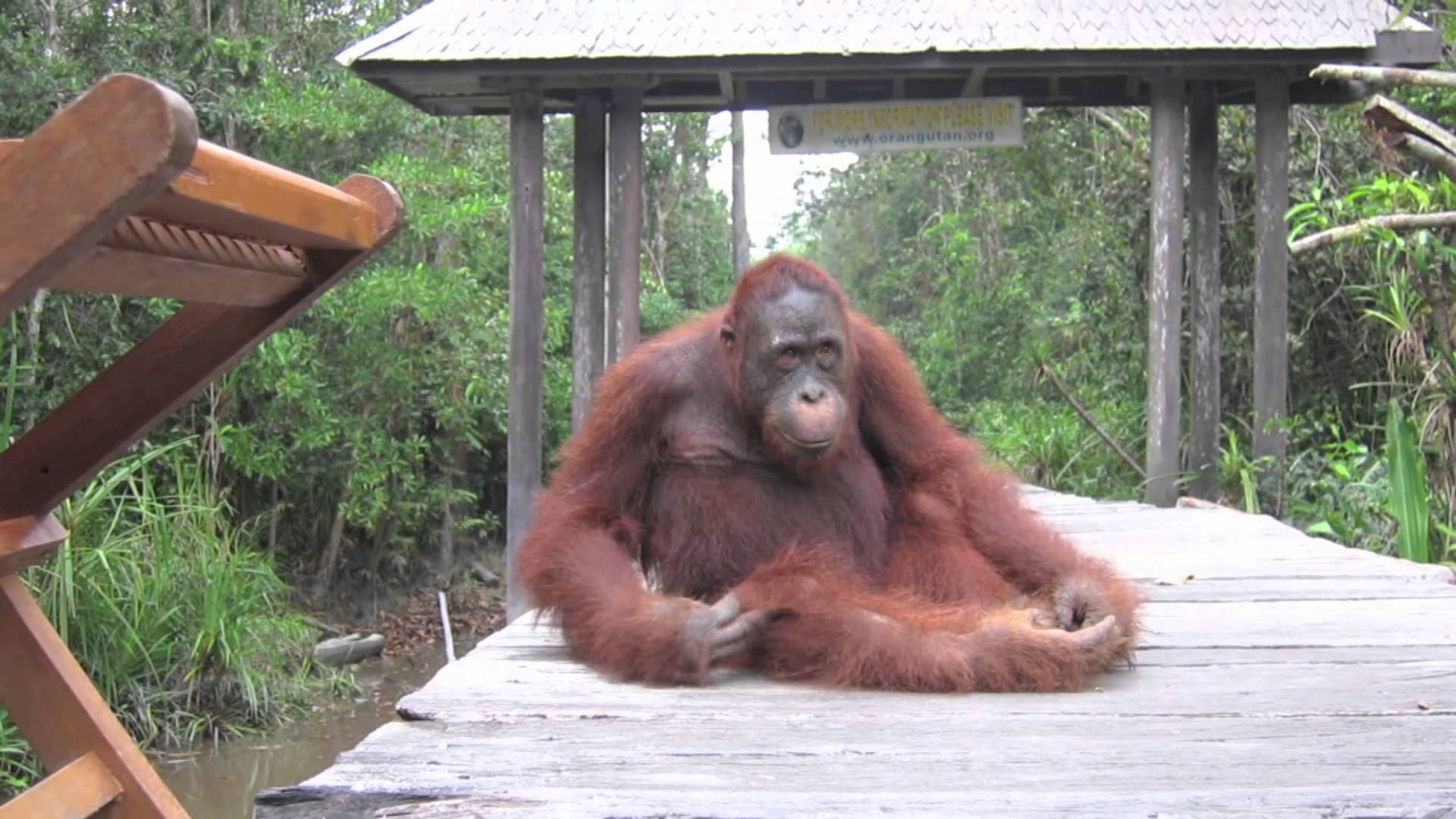 Wild Orangutans in Borneo - YouTube