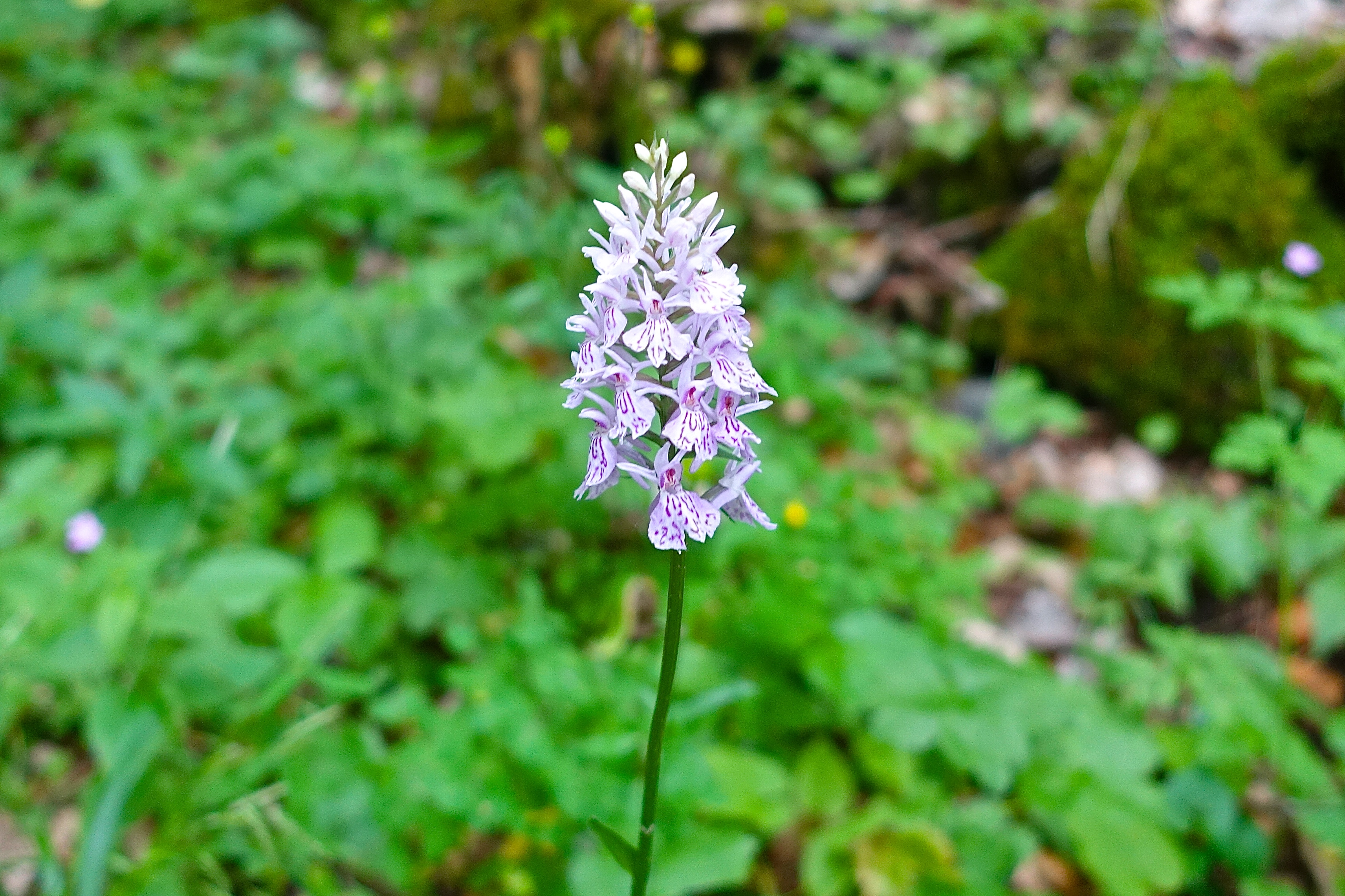 Wild Orchid in French Alps | Summer Setting