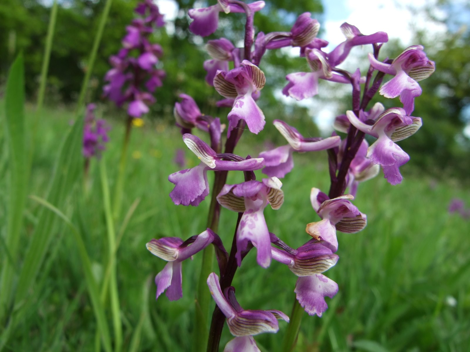 Photographs of wild orchids in Kent, England