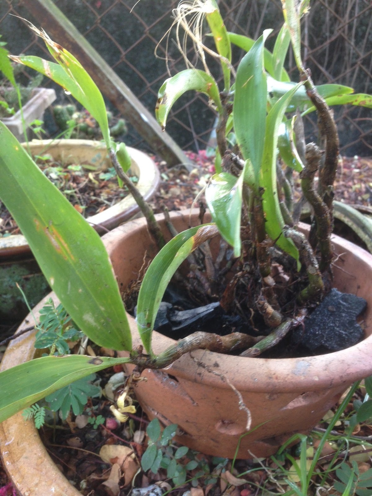Taiping Wild Orchid 2 | Herbal SEA Underground