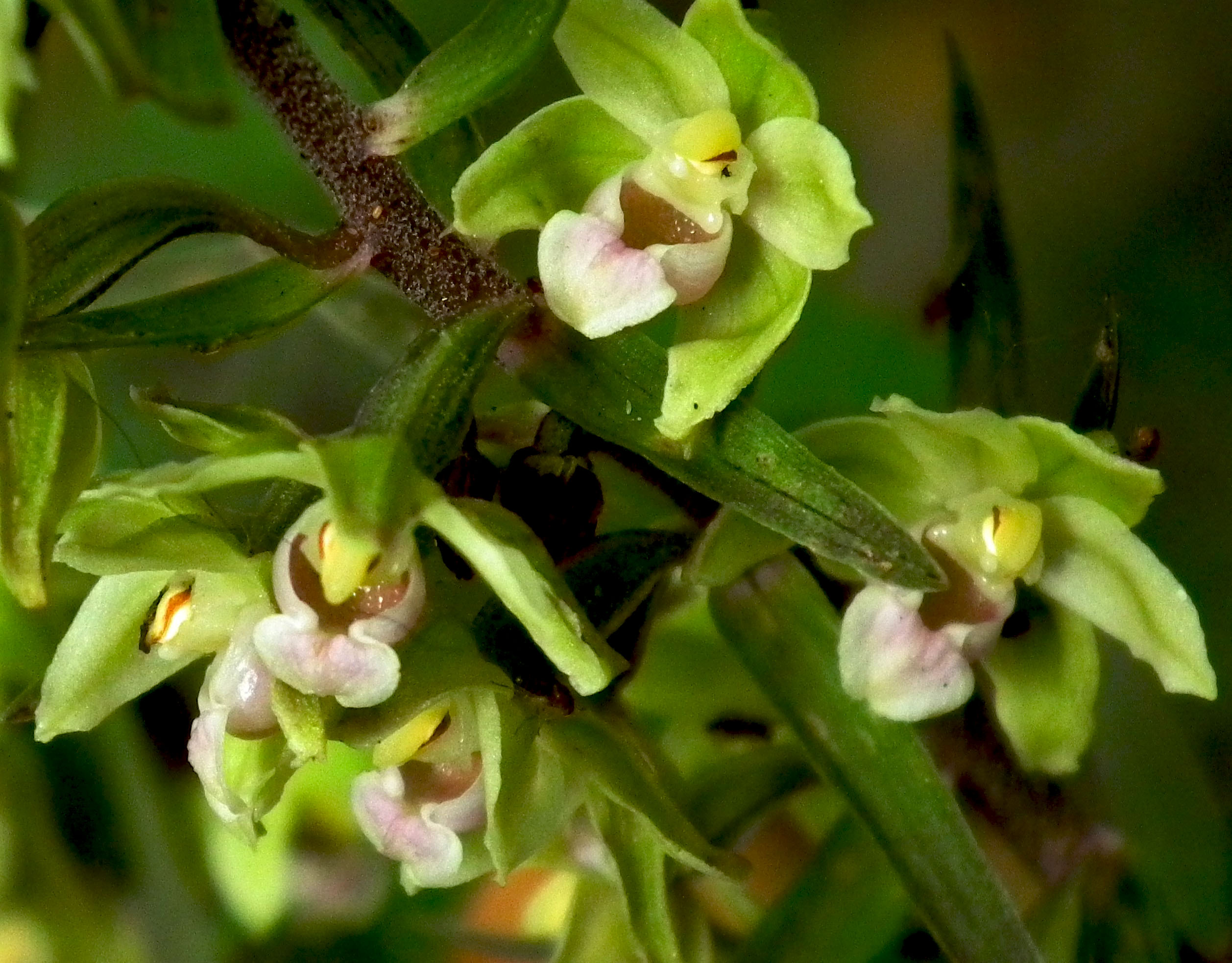 Приморская Орхидея
