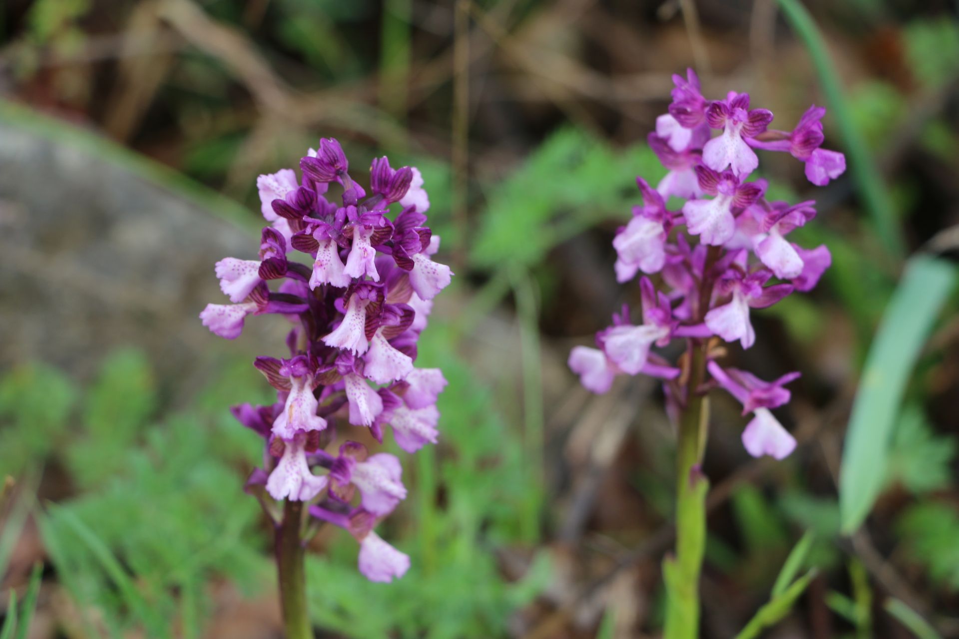 wild orchids Archives - Living in Montenegro :)