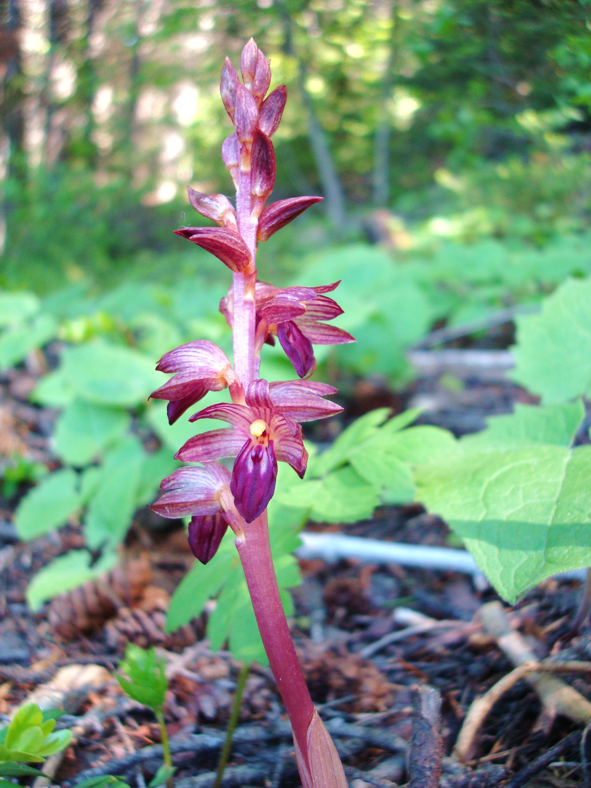My First Wild Orchid!! And a Saprophyte at That. | Sassyquatch ...