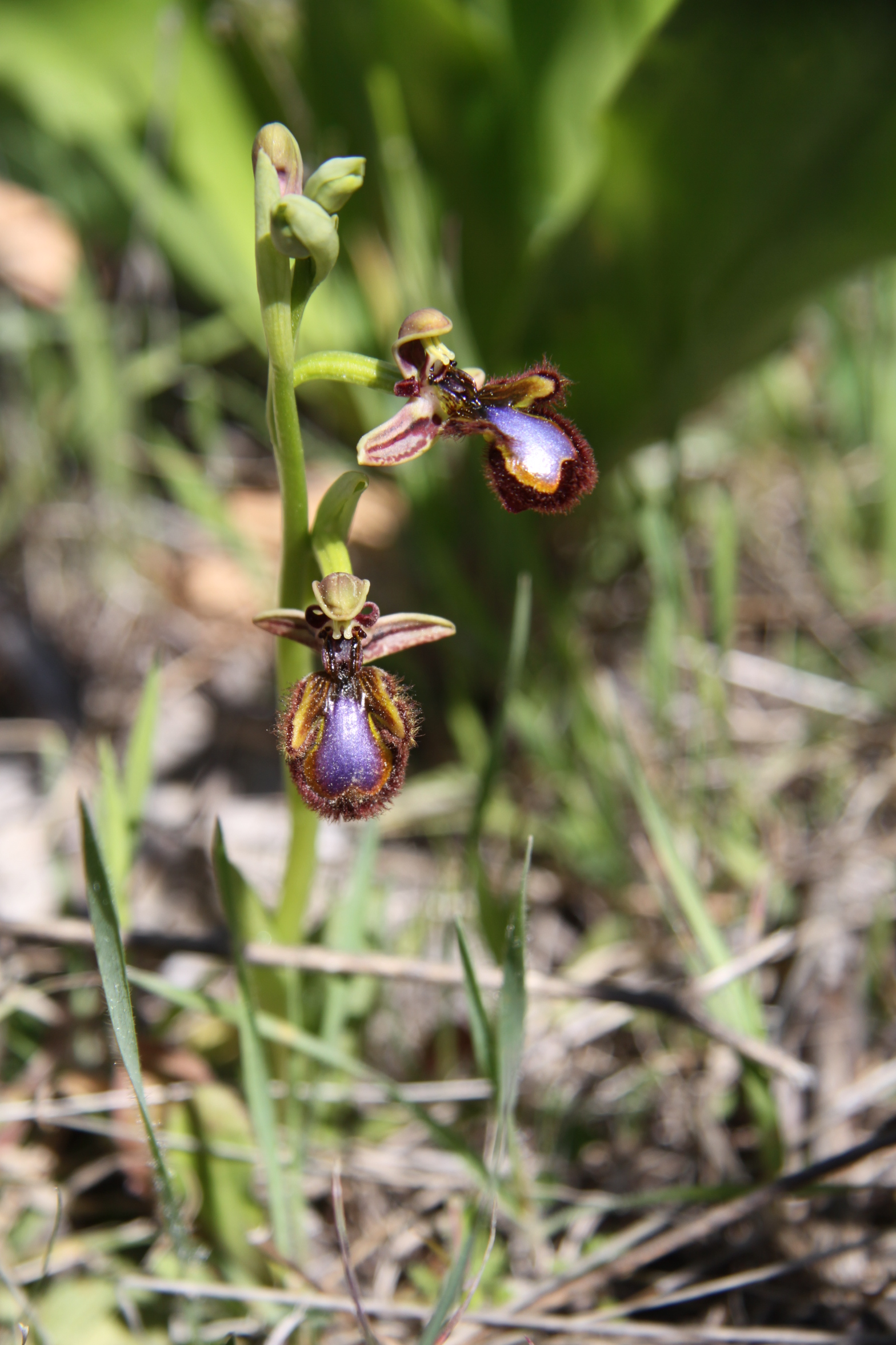 Wild Orchids – Sierra de las Nieves | Andalucia Diary