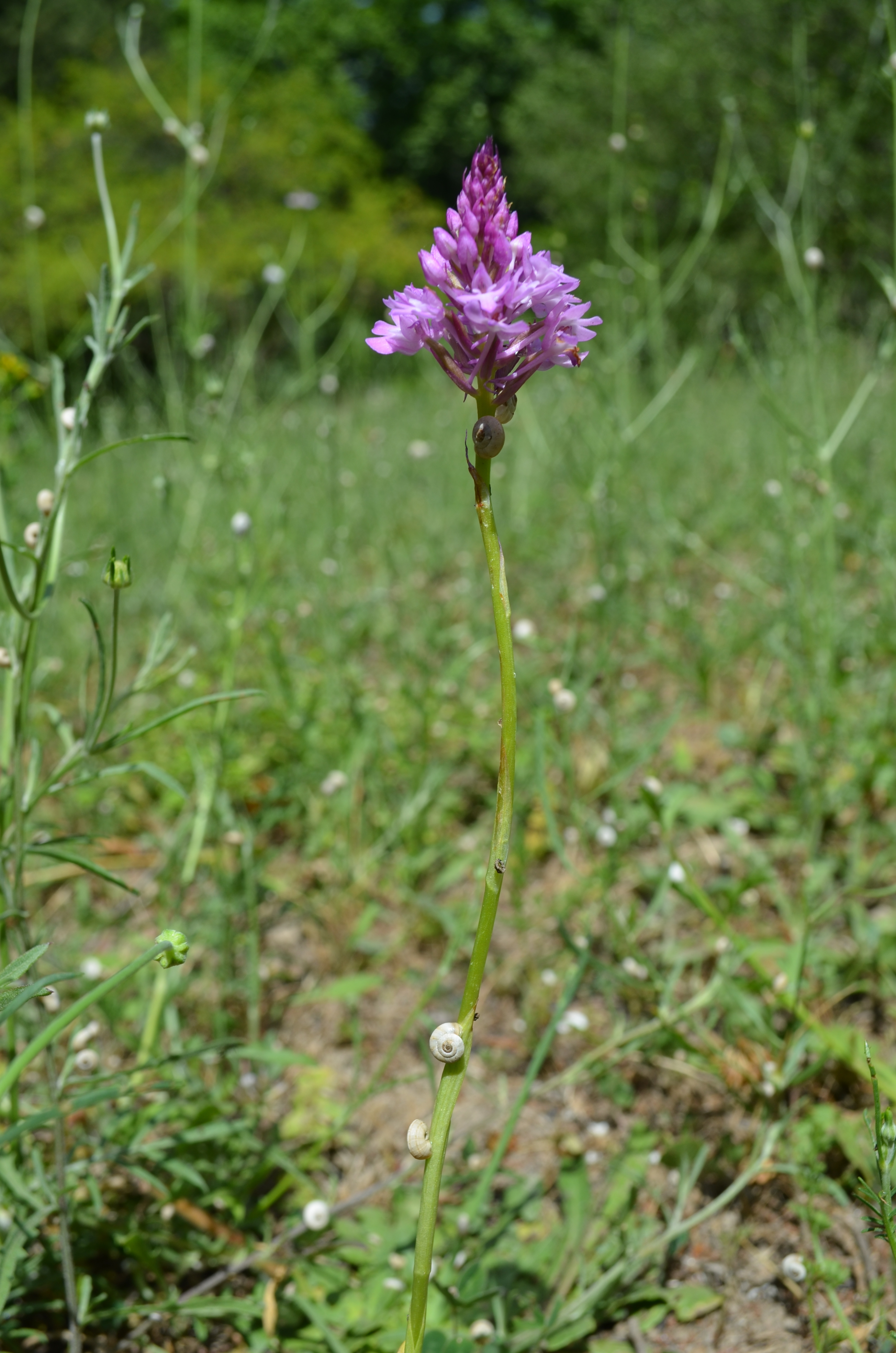 Wild Orchids in Provence - Curious Provence