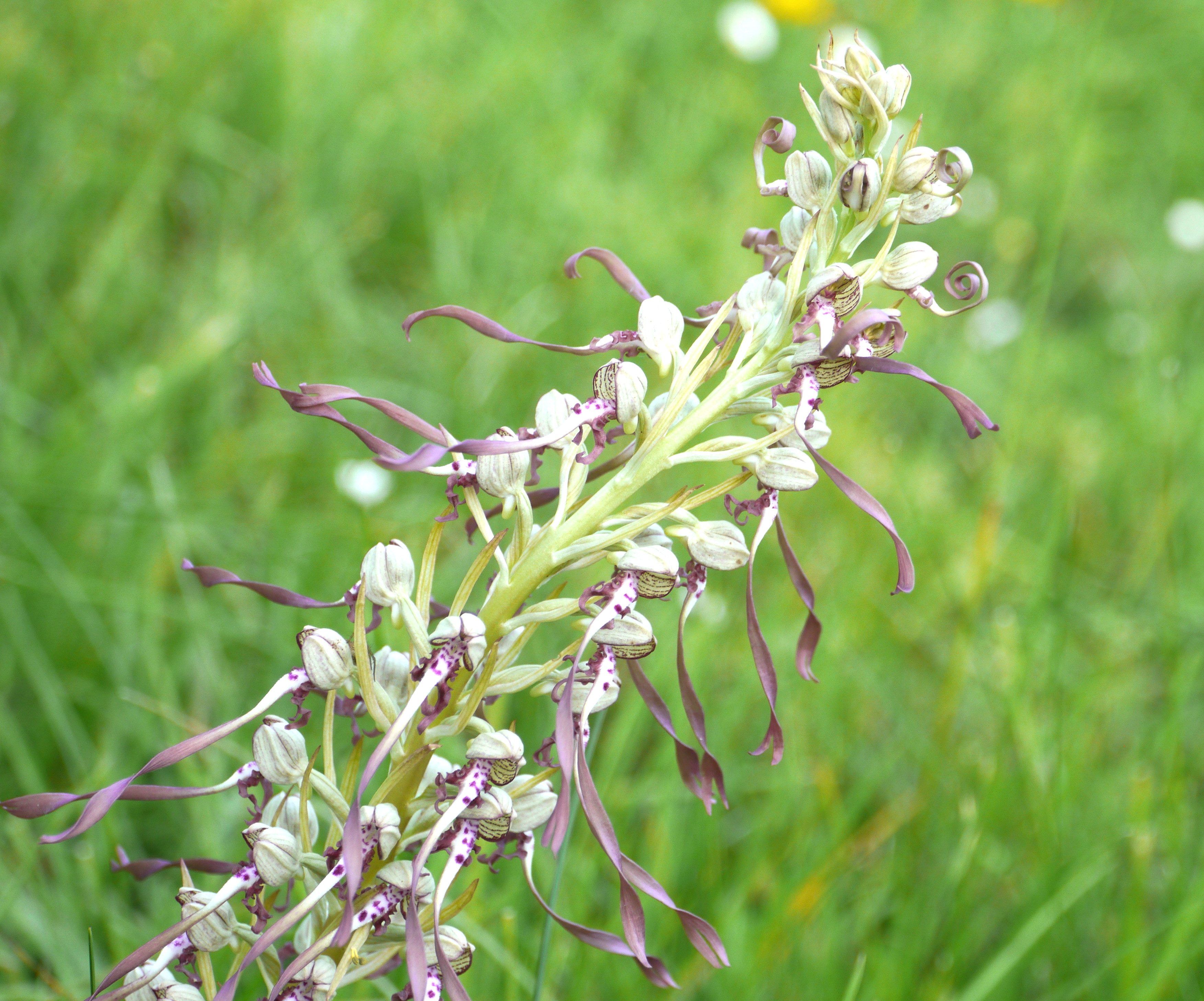 lizard orchid | Stick To Plan Bee