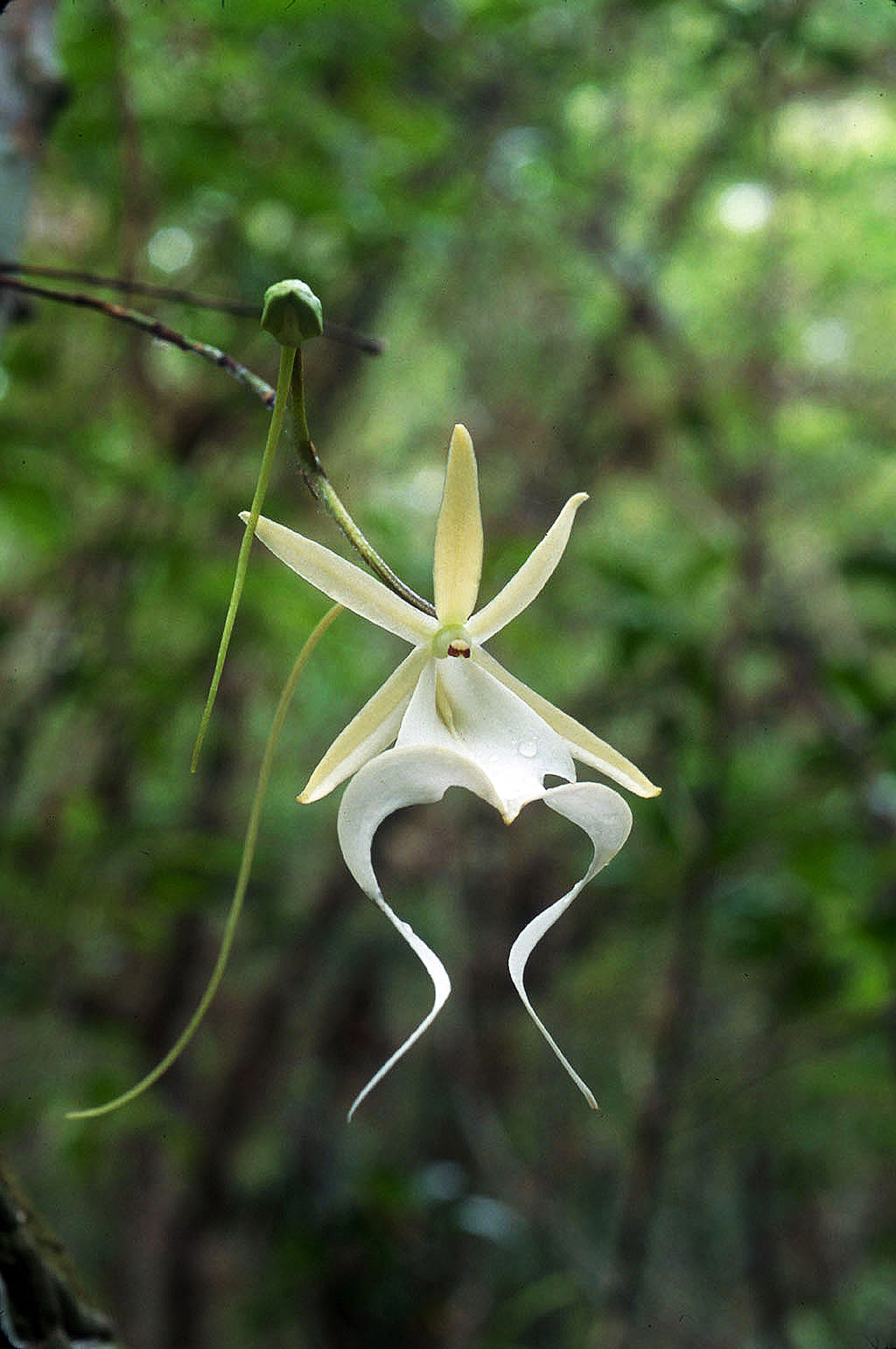 Roger Hammer: “Wild Orchids of Florida” – South Florida Orchid Society