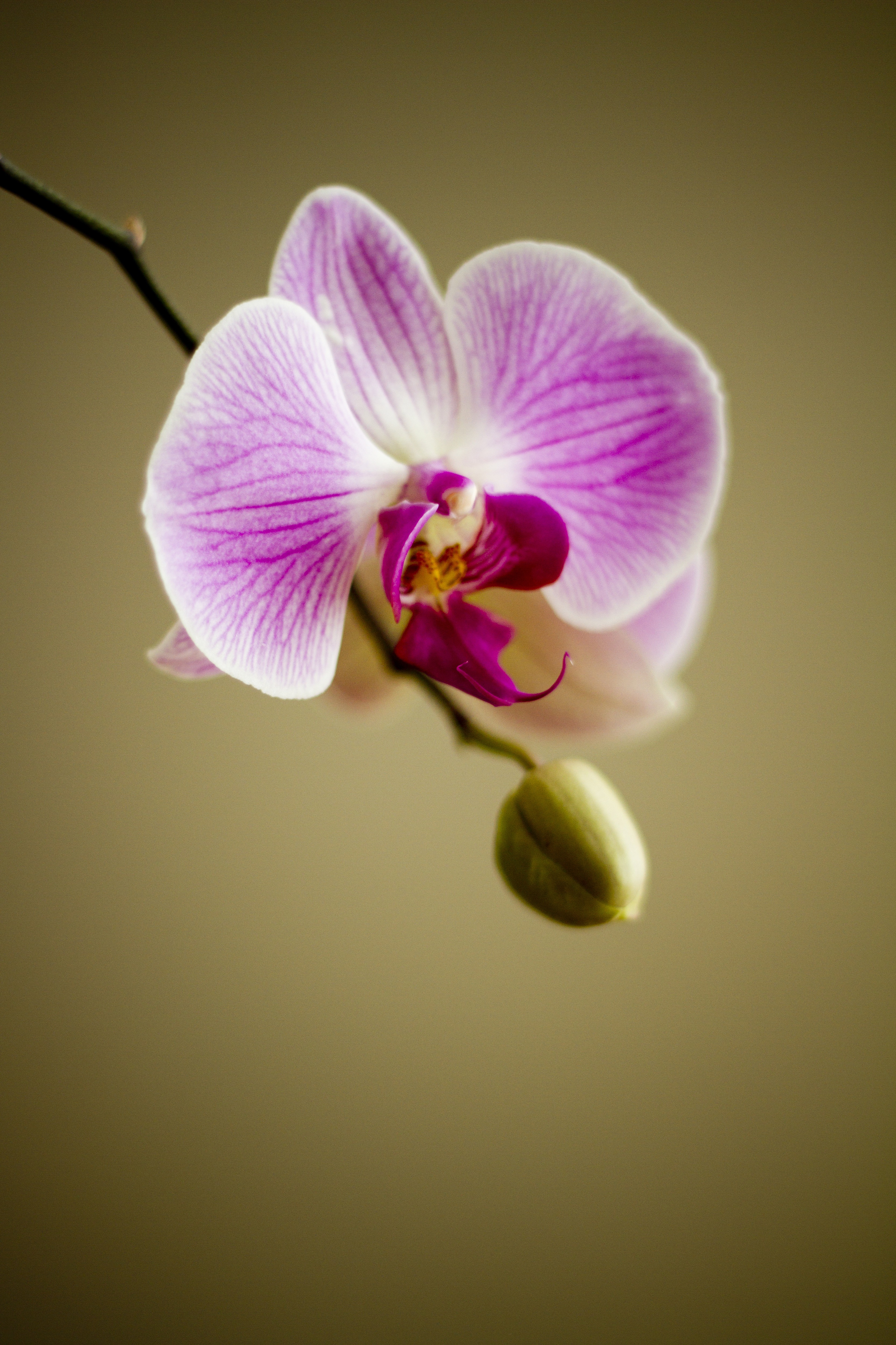Wild Orchid, Blooming, Flower, Flower photos, Fragrance, HQ Photo