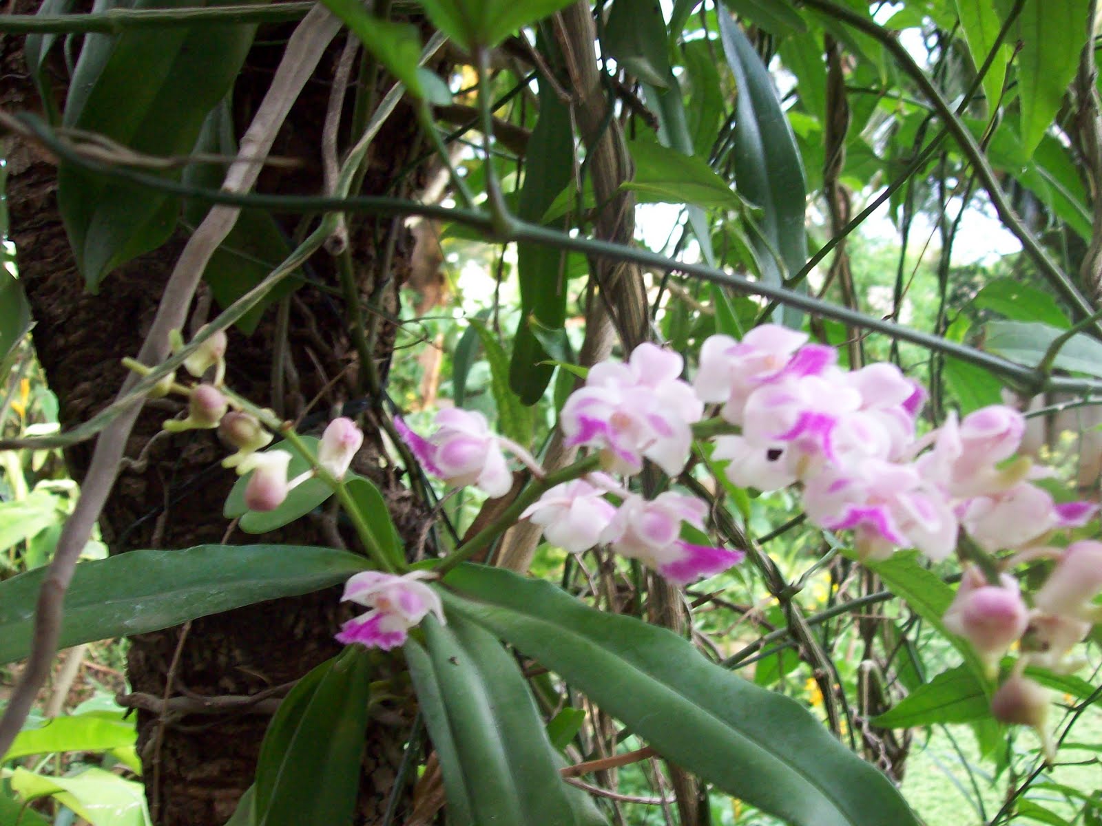 gardentropics: Wild Orchid