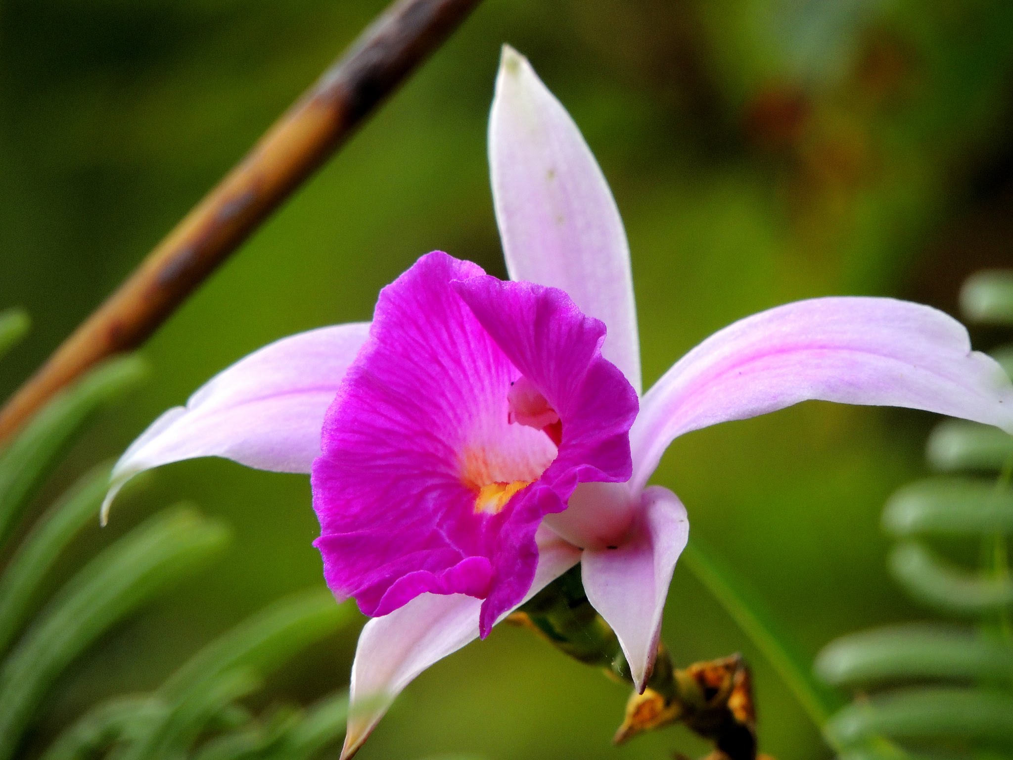 Wild orchids photo
