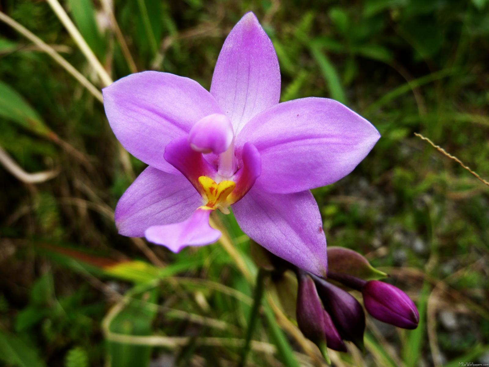MLeWallpapers.com - Wild Orchid