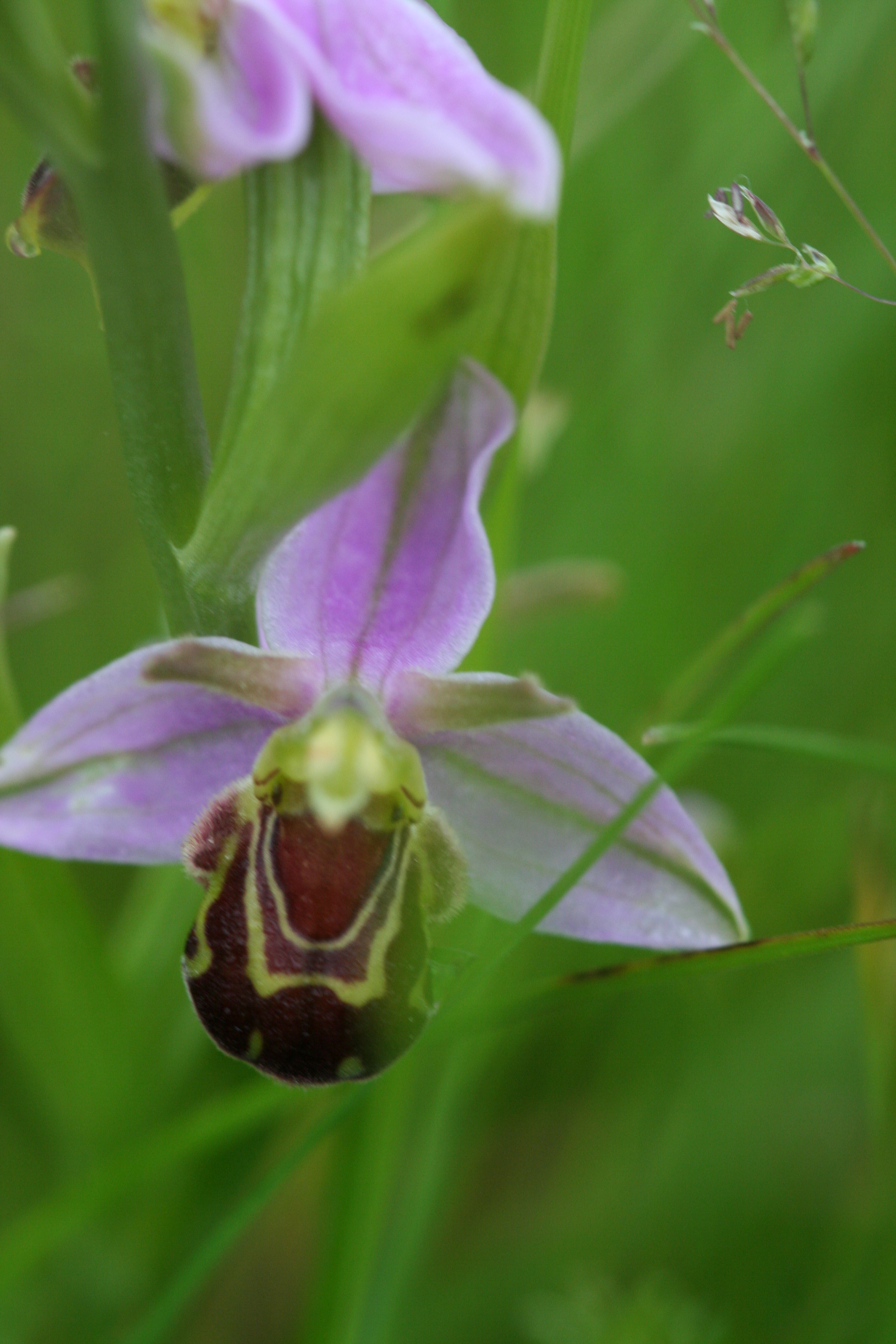 wild orchids | A Gardener in France